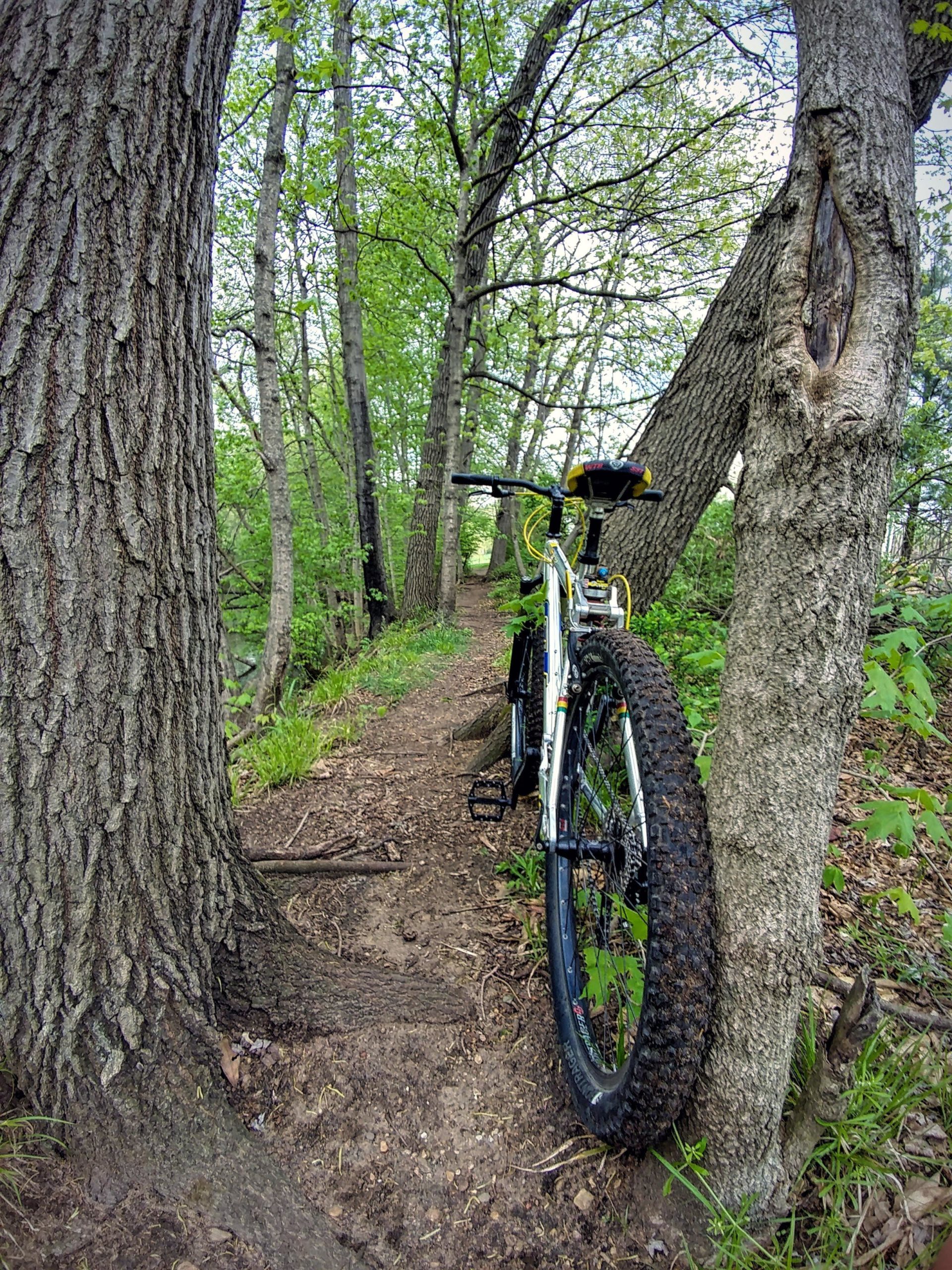 A mountain bike leaning against a tree on a narrow dirt path surrounded by lush green trees and foliage. The trail is immersed in a natural, serene environment, indicating an outdoor biking adventure. Goshen mountain bike trail.