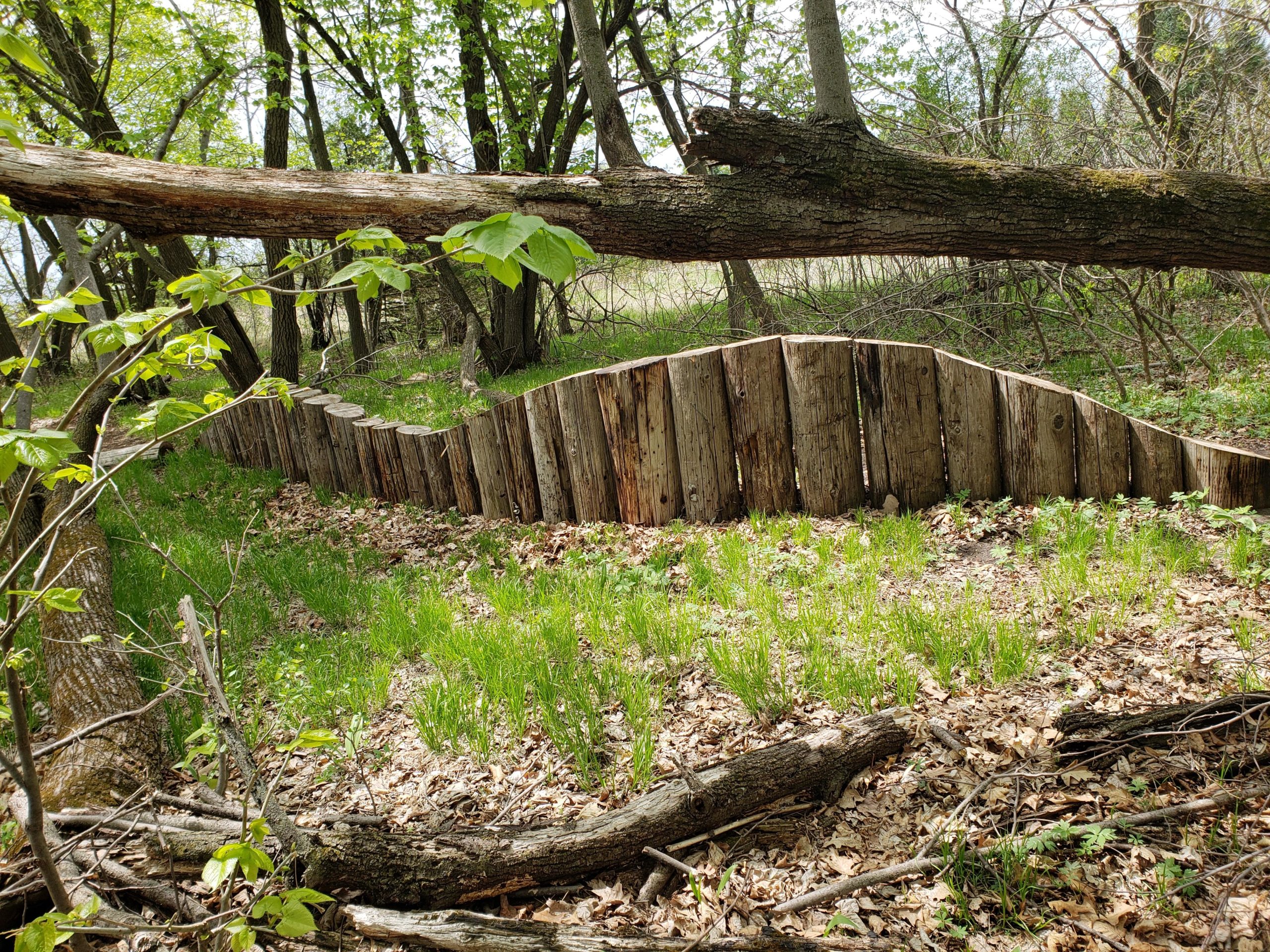 A wooden fence made of logs, arched in shape, sits among green grass and fallen leaves in a wooded area. Nearby trees with budding leaves add to the natural setting, while a fallen branch stretches across the scene. Bertram Chain of Lakes Trail mountain bike trail.