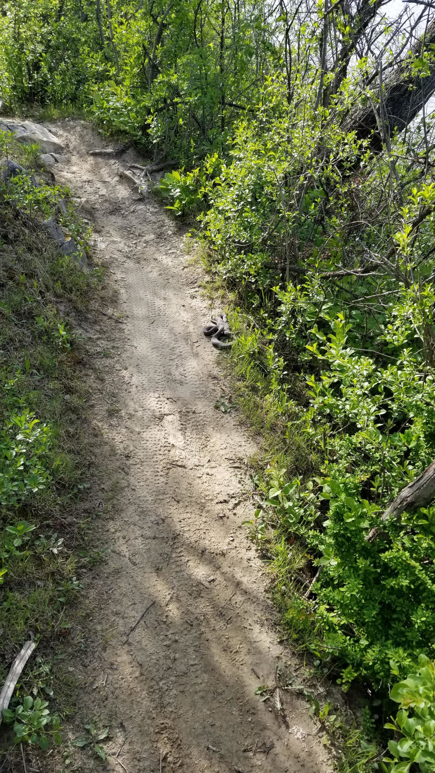 A narrow dirt path surrounded by lush green foliage and bushes, with a pair of sandals discarded on the ground. Palos Forest Preserve mountain bike trail.