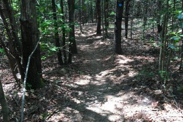 A narrow dirt trail winding through a forest, lined with tall trees and dappled sunlight filtering through the leaves. The ground is covered with fallen leaves and small plants. A blue trail marker can be seen on one of the trees. Lake James State Park mountain bike trail.