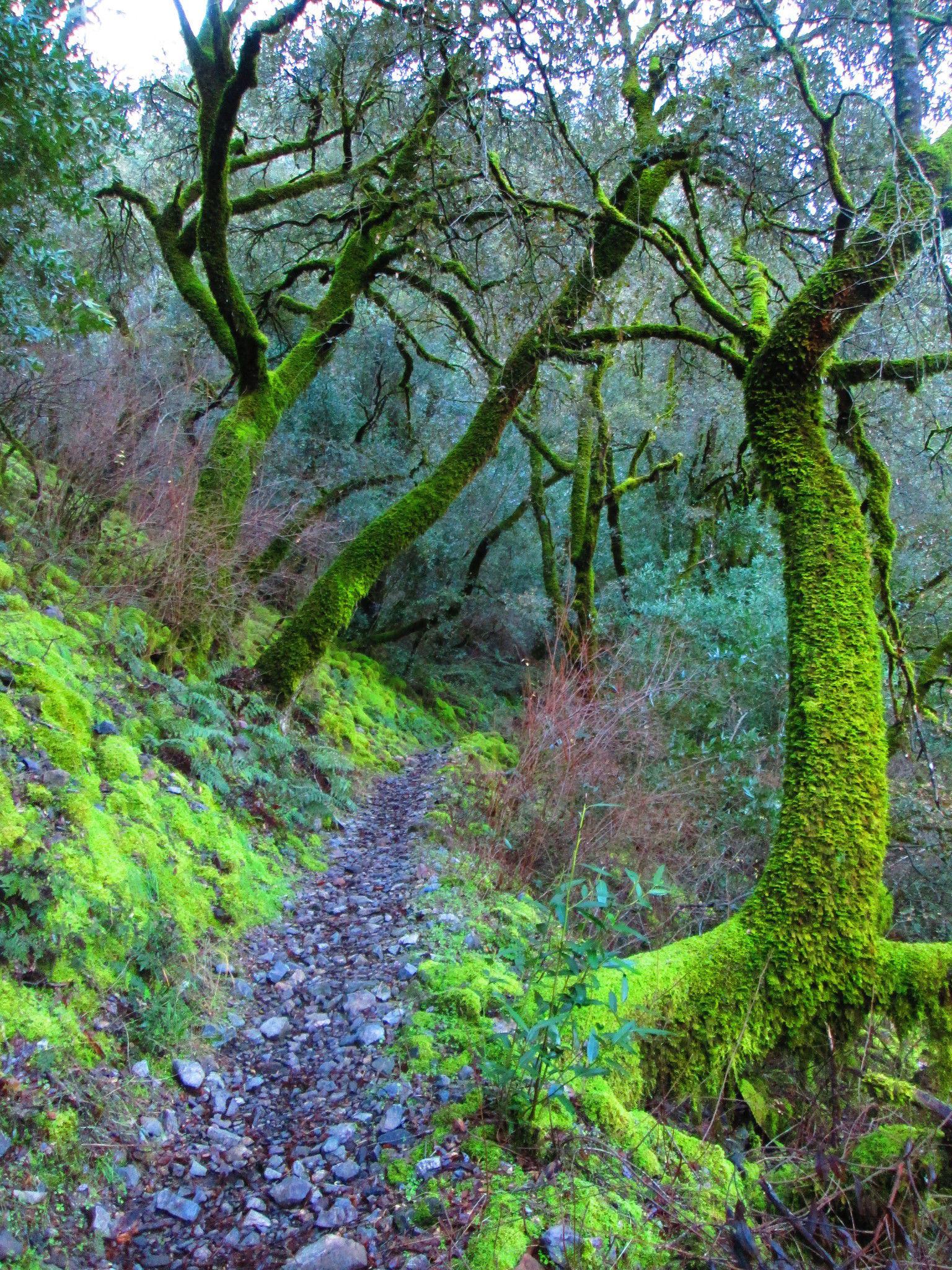 A winding, rocky path bordered by vibrant green moss and ferns, leading through a forest with moss-covered trees and a dense canopy overhead. South Yuba Trail mountain bike trail.