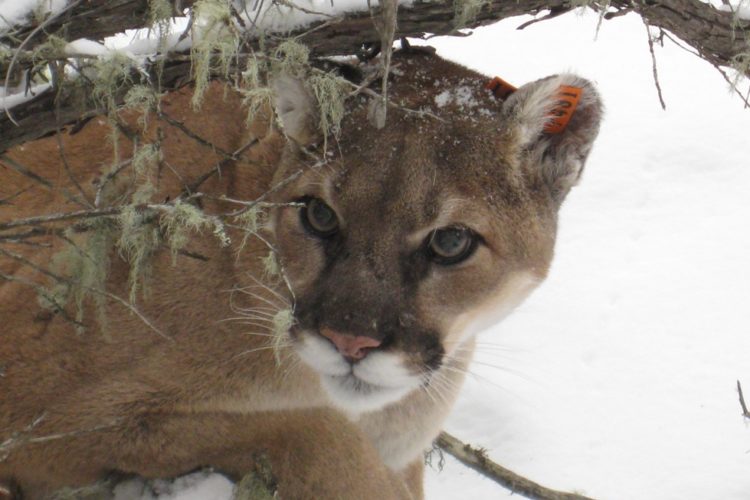 A close-up of a mountain lion resting among branches, partially covered in snow, with a tag on its ear. The animal's face is partially obscured by twigs and lichen, showcasing its keen eyes and distinctive features.