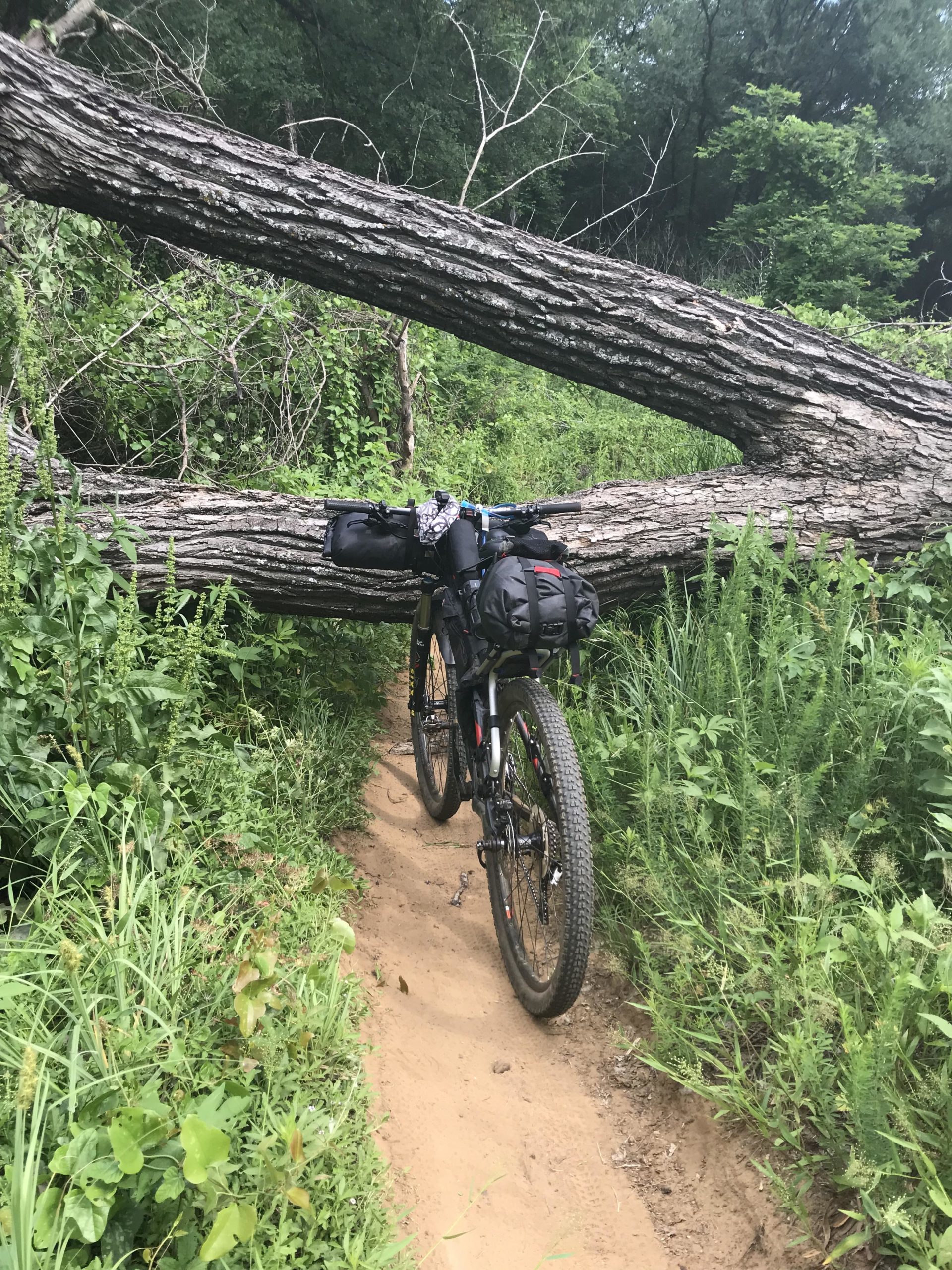 A mountain bike with gear bags is positioned on a dirt trail, with a large fallen tree blocking the path. Surrounding vegetation includes dense greenery and tall grass, indicating a natural outdoor setting. Northshore Trail mountain bike trail.