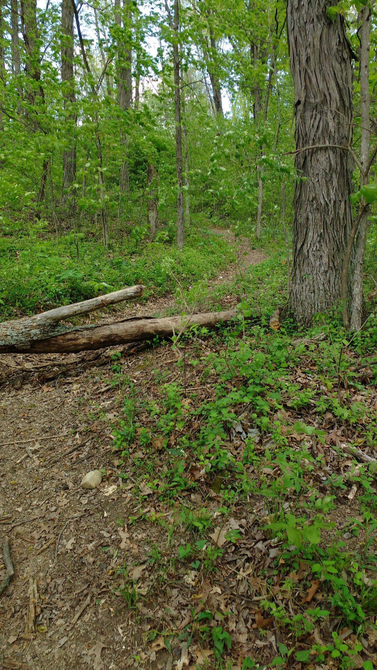 A winding dirt path through a green forest, surrounded by tall trees and dense underbrush, with fallen logs and scattered leaves along the trail. Caesar Creek mountain bike trail.