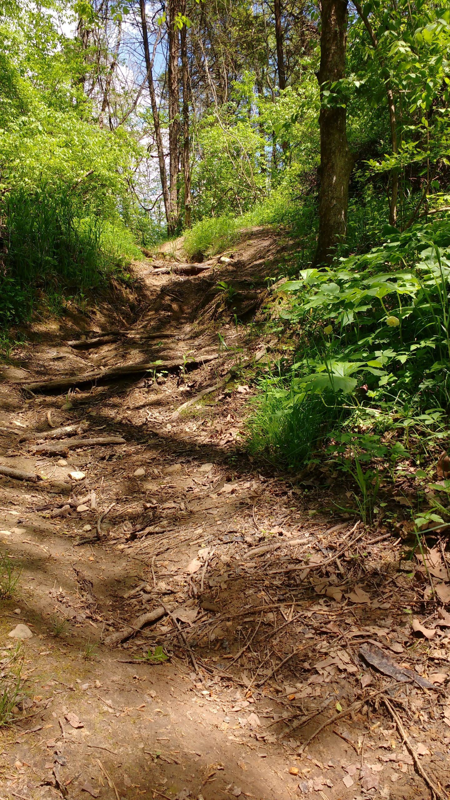 A winding dirt path through a lush, green forest, surrounded by trees and undergrowth, with sunlight filtering through the leaves on a clear day. Caesar Creek mountain bike trail.