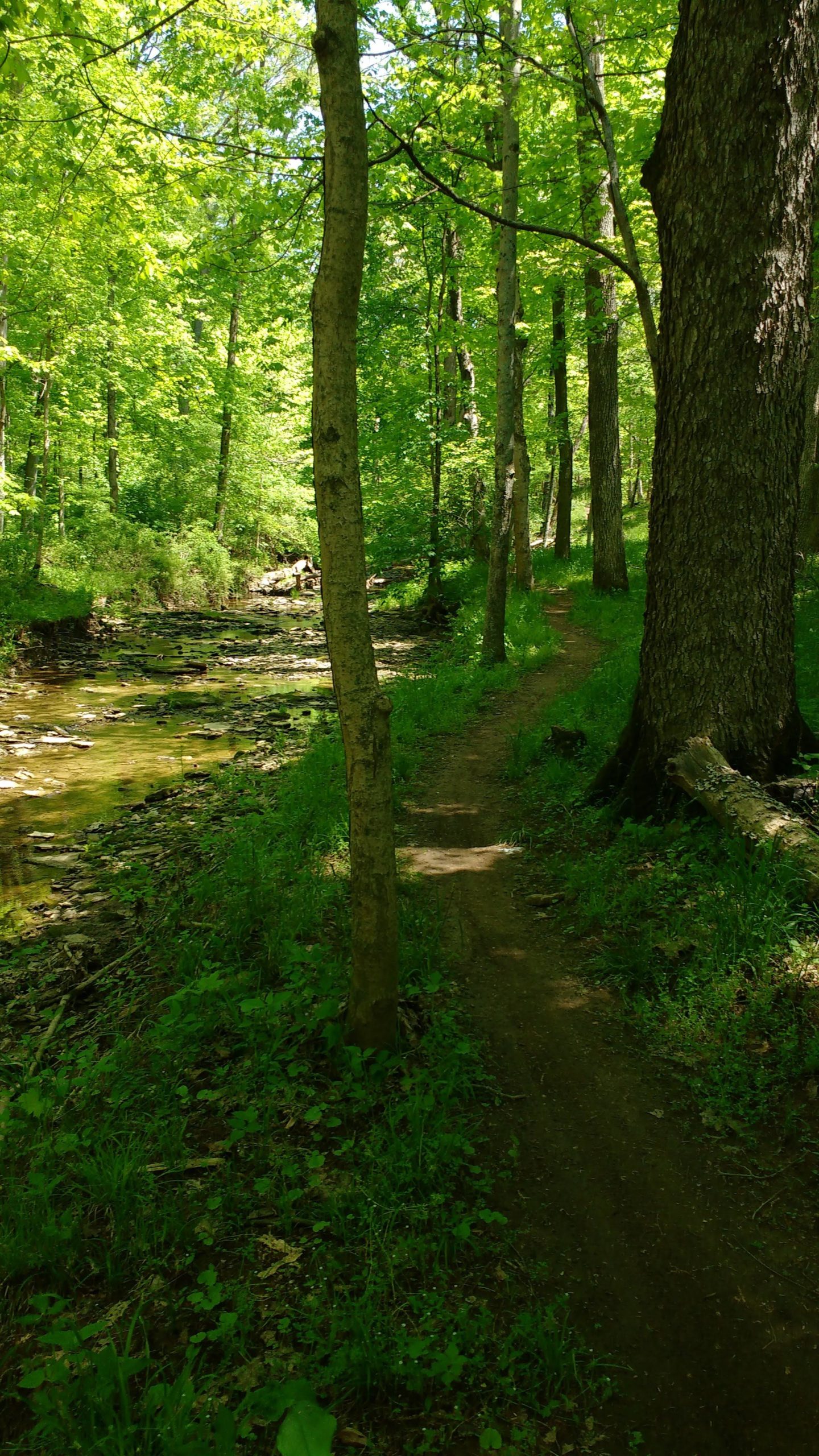 A peaceful forest scene featuring a narrow dirt path running alongside a gently flowing stream. Lush green trees with abundant foliage line the path, creating a serene and inviting atmosphere. Sunlight filters through the leaves, illuminating the vibrant greenery and the rocky streambed. England Idlewild Mountain Biking Park mountain bike trail.