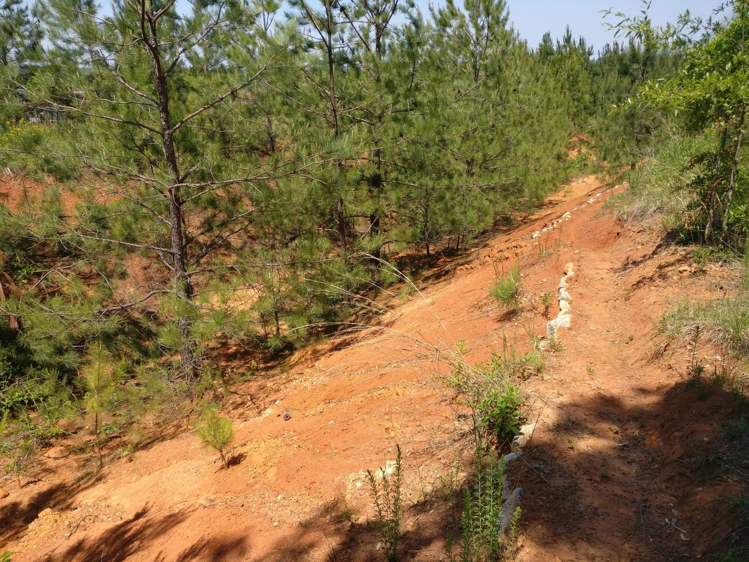 A dirt path winding through a forest of young pine trees, surrounded by reddish soil and patches of greenery, with sunlight filtering through the branches above. Austell Threadmill MTB Park (Closed) mountain bike trail.