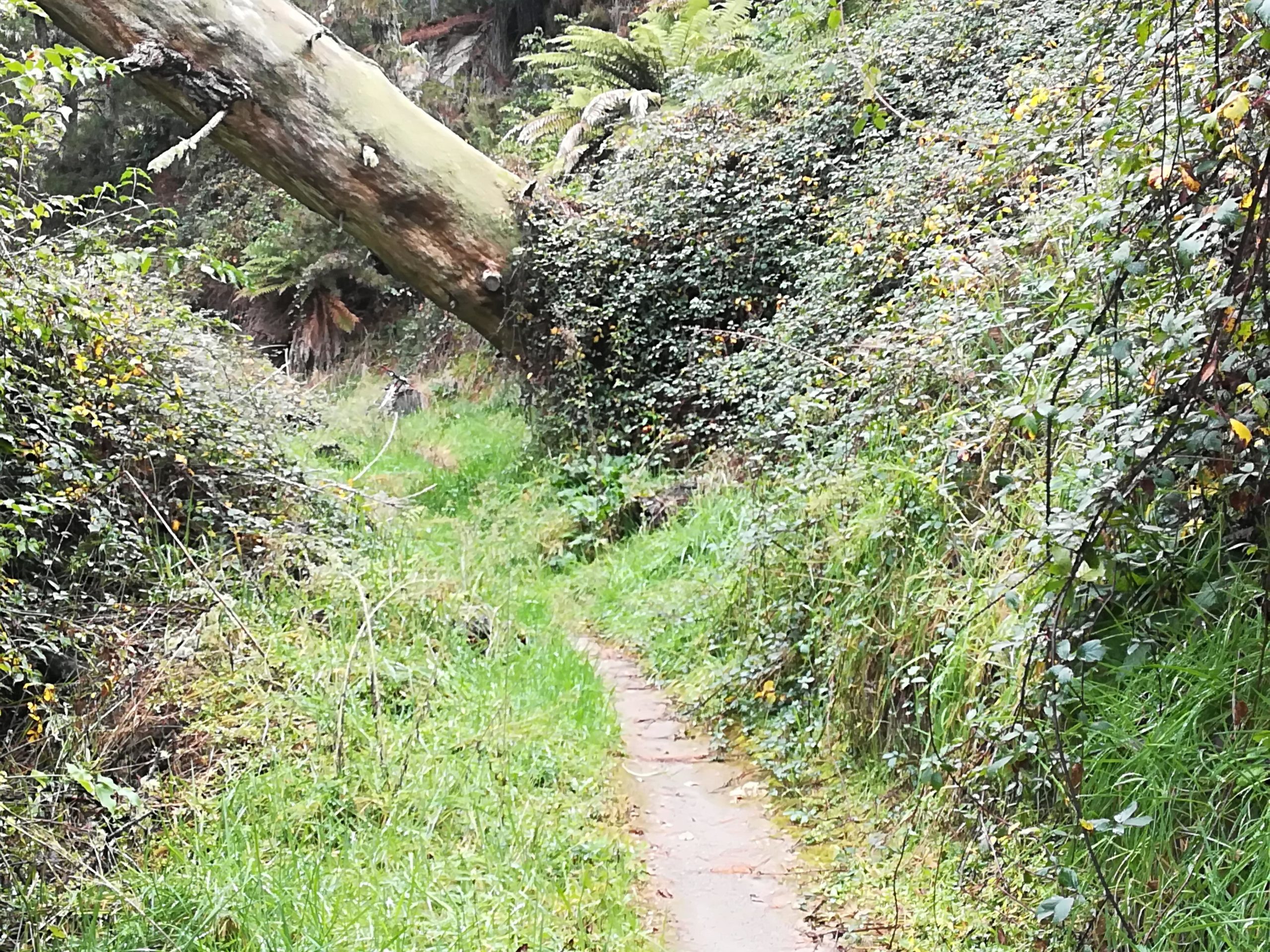 A narrow dirt path winding through a lush, green forest with overgrown vegetation and a fallen tree partially blocking the trail. Huka Falls to Craters MTB Park mountain bike trail.