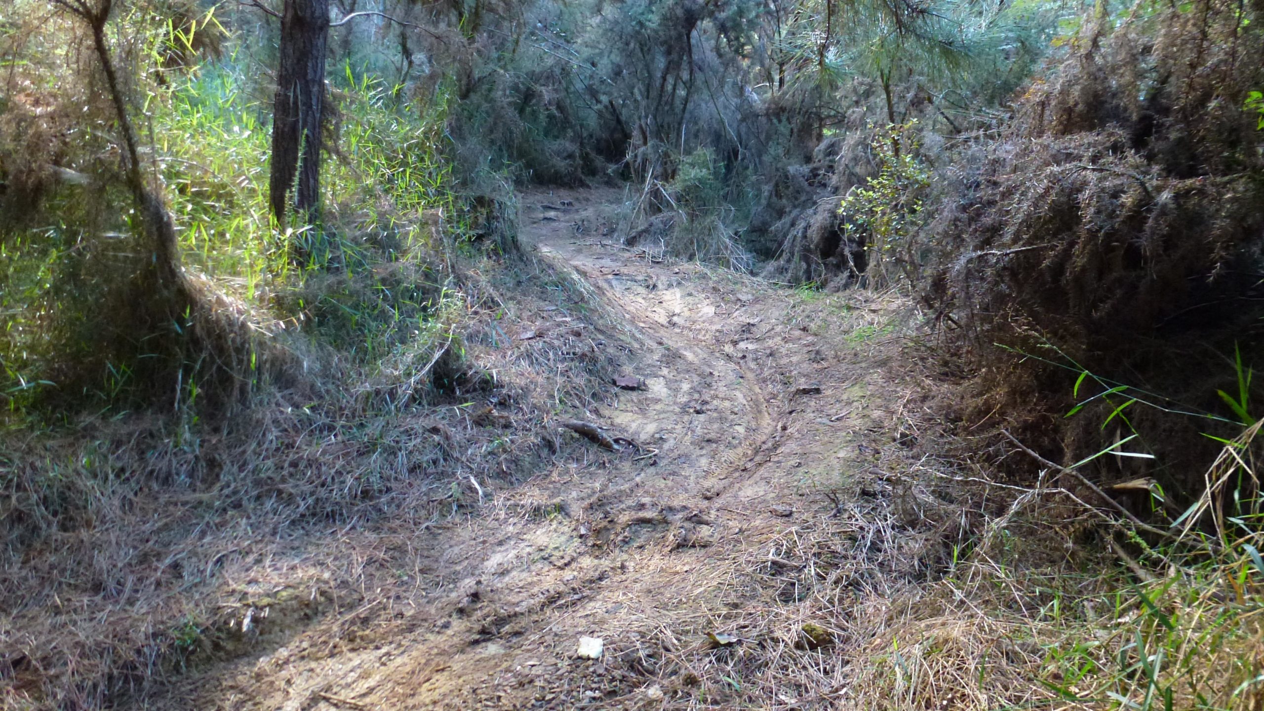 A narrow, winding path through a dense, lush forest. The ground is brown and slightly muddy, with patches of grass and scattered leaves on either side. Sunlight filters through the foliage, casting a soft light on the trail. Glenbervie Forest Mountain Bike Park mountain bike trail.