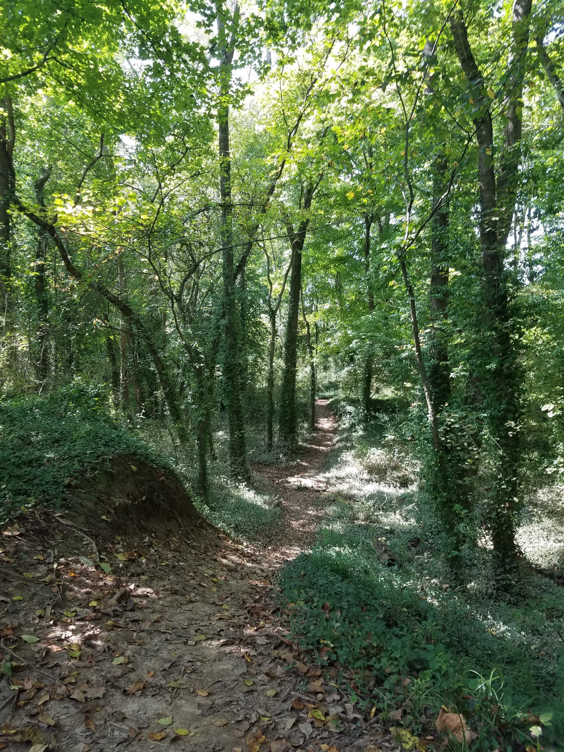 A serene forest path winding through a lush, green landscape, surrounded by tall trees and dense foliage. Sunlight filters through the leaves, creating a dappled pattern on the ground, which is covered with a mix of dirt and fallen leaves. The scene conveys a peaceful, natural setting ideal for walking or hiking. Low Hollow mountain bike trail.