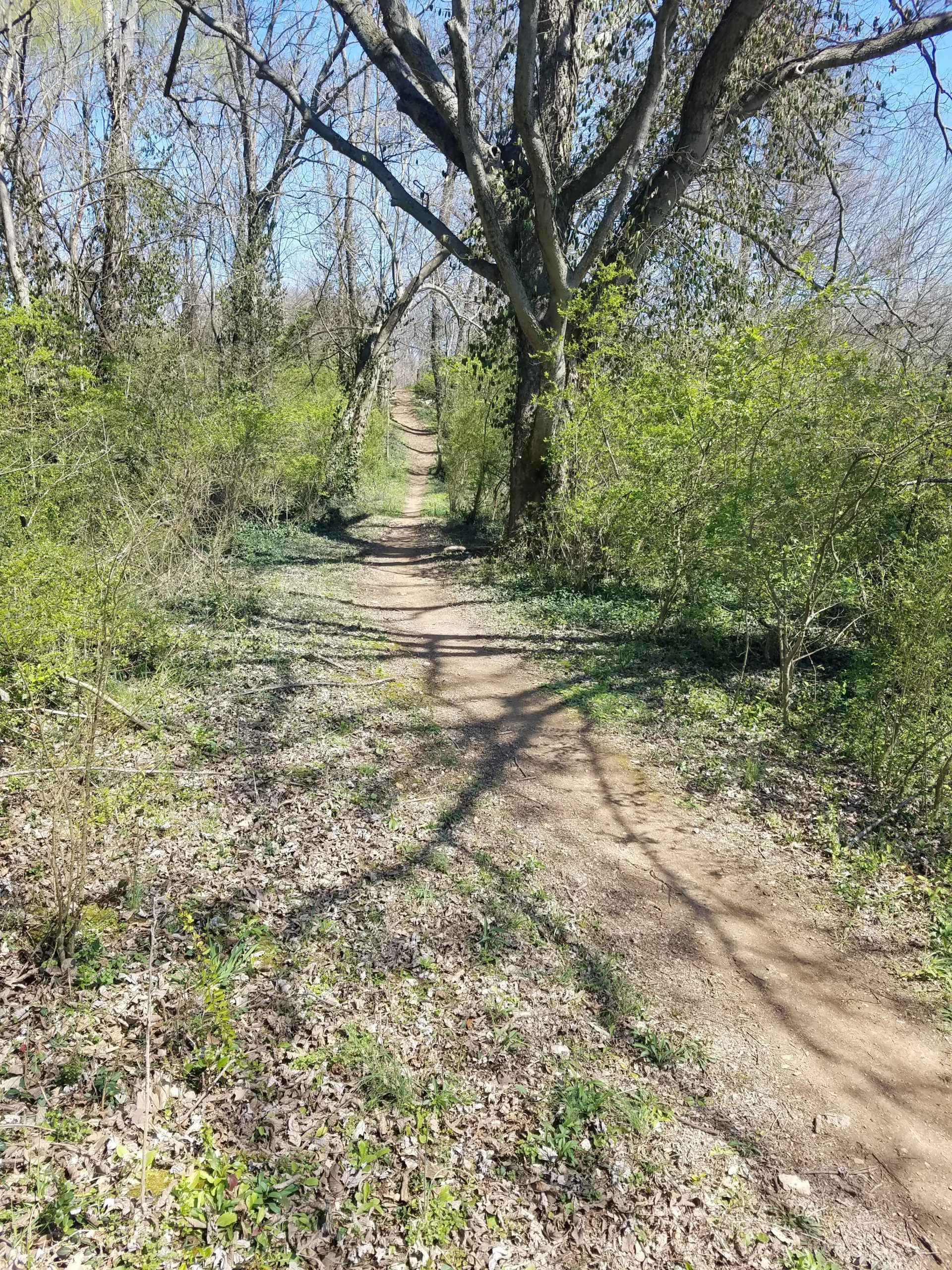 A winding dirt path surrounded by greenery and trees, leading through a peaceful natural setting. The ground is covered with fallen leaves, and the sky is clear, indicating a sunny day. Shadows from the trees create a serene atmosphere along the trail. Low Hollow mountain bike trail.