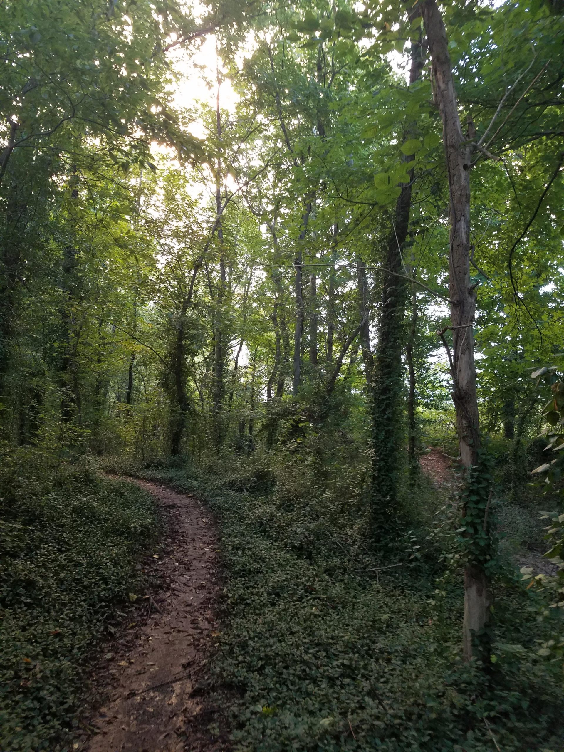 A winding dirt path through a dense, green forest, surrounded by tall trees with abundant foliage. Sunlight filters through the canopy, illuminating sections of the trail and the underbrush, creating a serene and tranquil atmosphere. Low Hollow mountain bike trail.