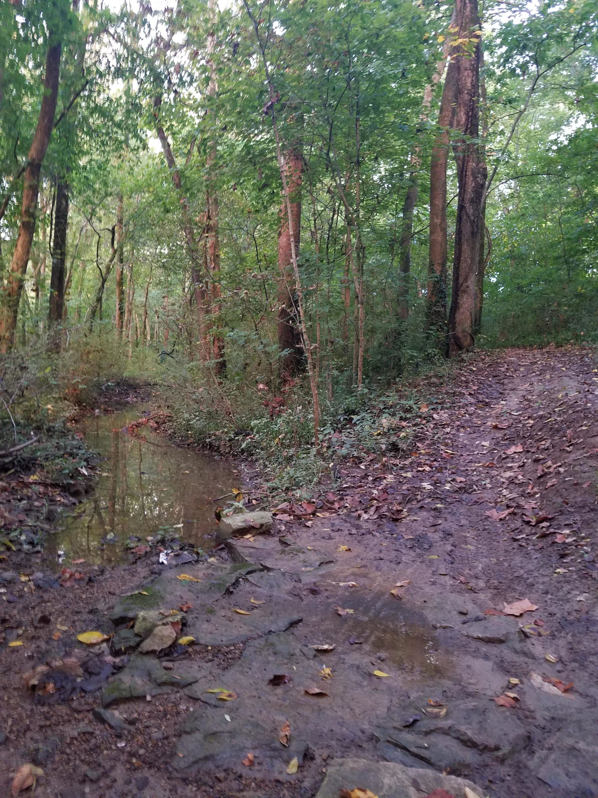 A winding forest path beside a small creek, surrounded by tall trees and dense greenery. The ground is muddy with autumn leaves scattered around, suggesting a tranquil and natural setting. Low Hollow mountain bike trail.