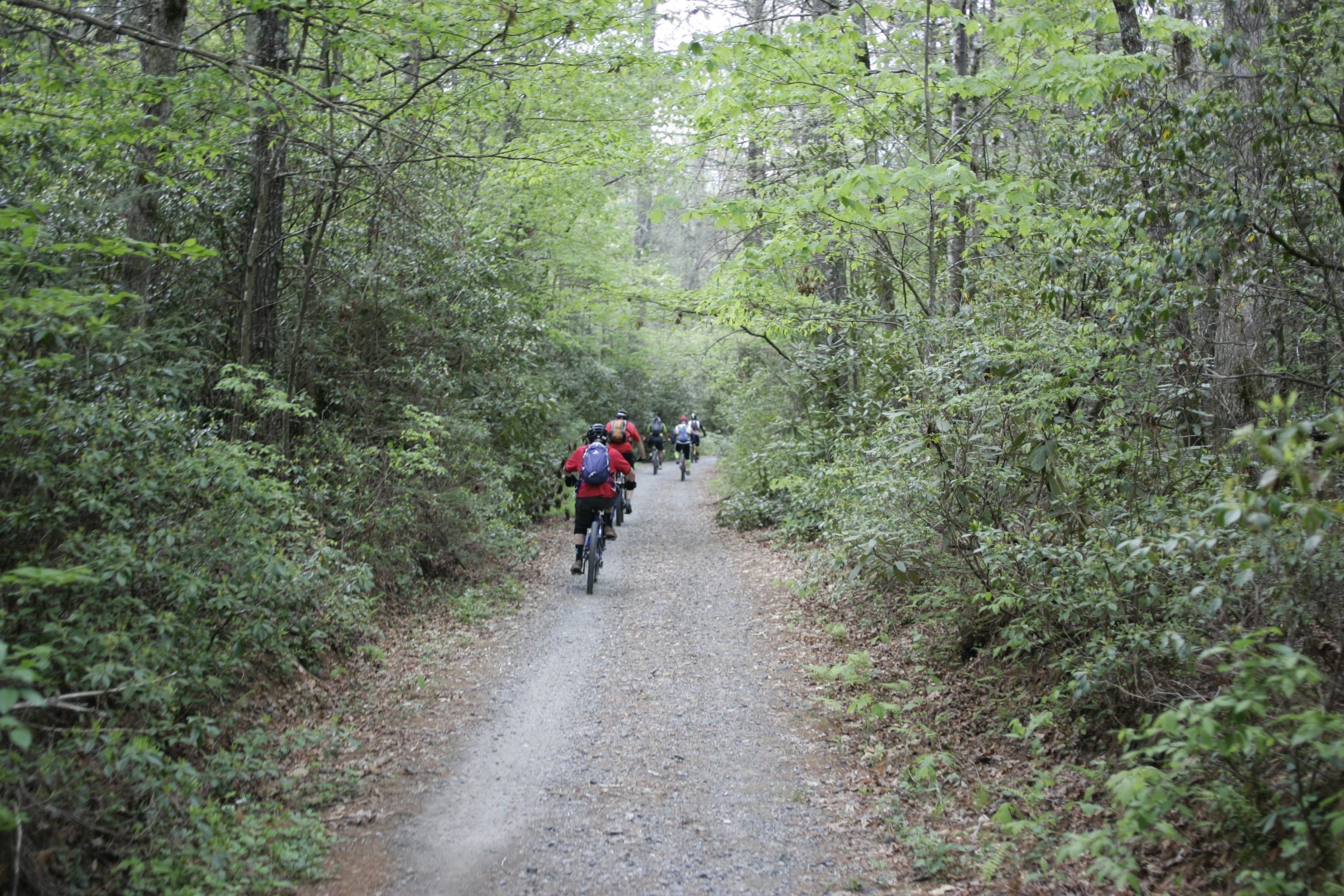 A group of mountain bikers riding along a gravel path surrounded by lush green trees and foliage in a forest setting. Little River Trail #51 mountain bike trail.