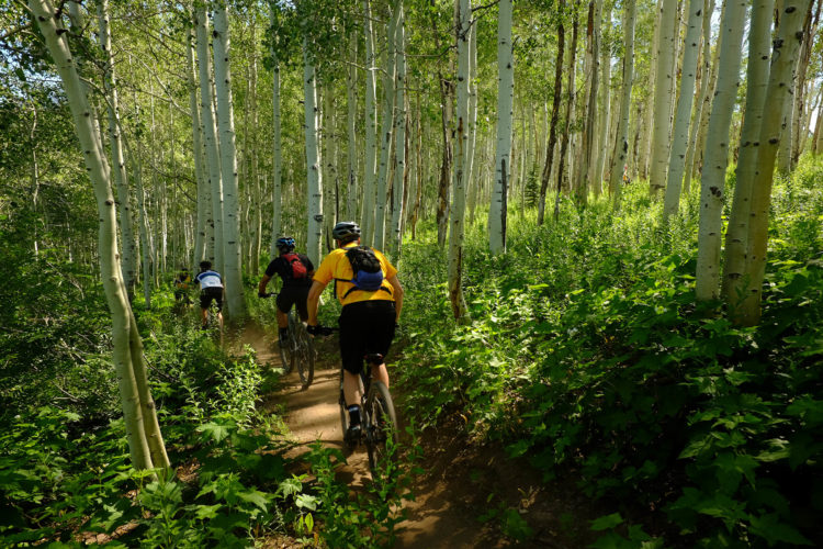 Three mountain bikers on a trail winding through a lush, green forest of tall, slender aspen trees. Sunlight filters through the leaves, creating a vibrant and inviting atmosphere in the outdoor setting.