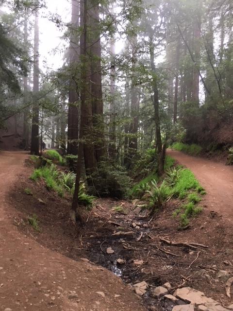 A serene forest scene featuring a fork in a dirt trail surrounded by tall trees and lush green ferns. A small stream runs through the center, creating a peaceful atmosphere in the misty environment. The paths diverge to the left and right, inviting exploration in the tranquil woods. Joaquin Miller mountain bike trail.