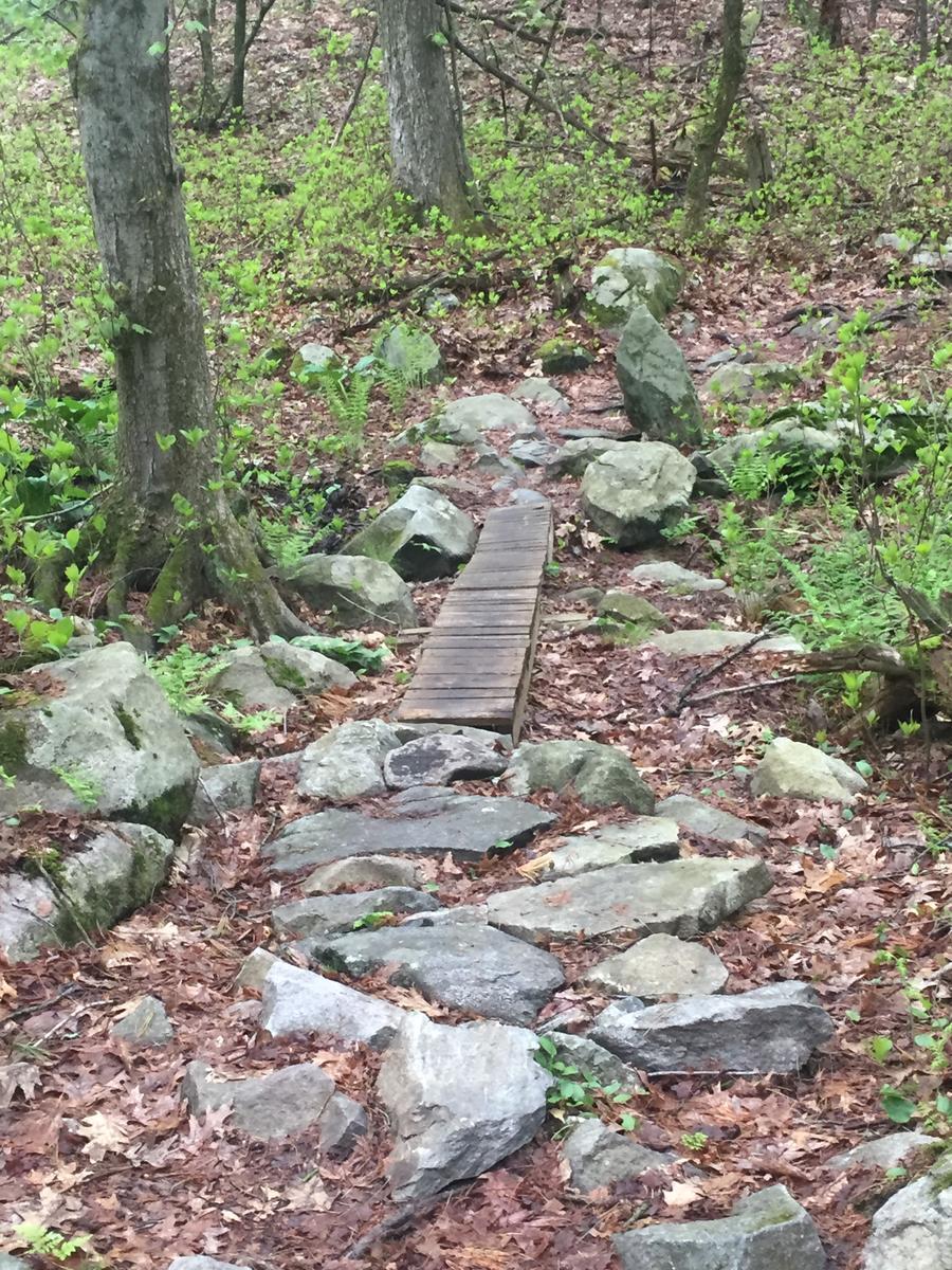 A narrow wooden bridge spans a rocky path in a forested area, surrounded by lush green foliage and leaf-covered ground. The scene captures a tranquil and natural environment, highlighting the contrast between the wooden structure and the surrounding stones and plants. Harold Parker State Forest mountain bike trail.