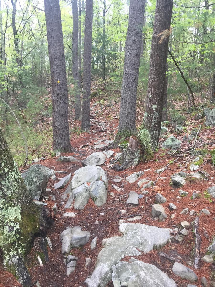 A narrow forest trail featuring large rocks and scattered pine needles, surrounded by tall trees with green foliage. A yellow trail marker is visible on one of the trees. Harold Parker State Forest mountain bike trail.