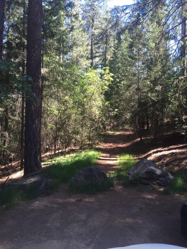 A sunlit forest path surrounded by tall trees, with a mix of greenery and rocky outcrops on either side. The trail appears winding and leads deeper into the woods, inviting exploration. Gracie mountain bike trail.