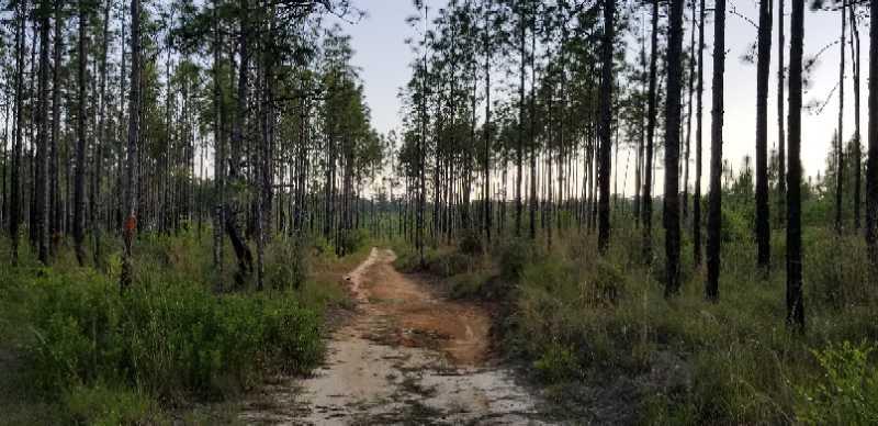 A dirt path winding through a tall pine forest, surrounded by lush greenery and trees. The scene is tranquil, showcasing a natural landscape with straight rows of slender trunks and a clear sky above. Bethel Bike Trails mountain bike trail.
