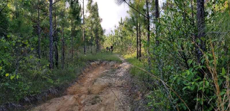 A winding dirt path through a dense forest of tall pine trees, with patches of green underbrush on either side. In the background, a figure is partially visible, adding a sense of scale to the natural setting. The scene conveys a peaceful, outdoor atmosphere. Bethel Bike Trails mountain bike trail.