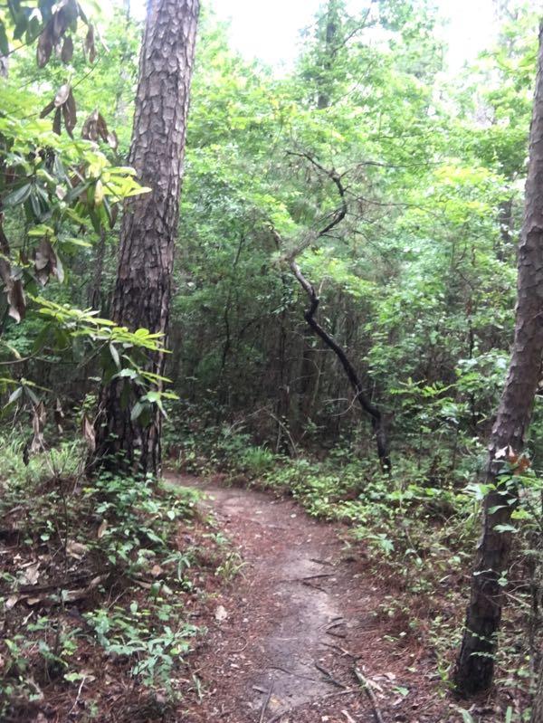 A winding dirt path surrounded by lush green trees and dense vegetation, leading deeper into a forested area. Flat Rock Park mountain bike trail.