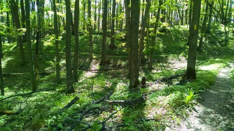 A serene forest scene featuring tall, slender trees with vibrant green leaves. Sunlight filters through the canopy, casting dappled light on the lush undergrowth, which includes ferns and patches of grass. A winding dirt path meanders through the landscape, flanked by fallen branches and foliage. The overall atmosphere is calm and inviting, showcasing the beauty of nature in a spring or summer setting. Glacial Hills mountain bike trail.