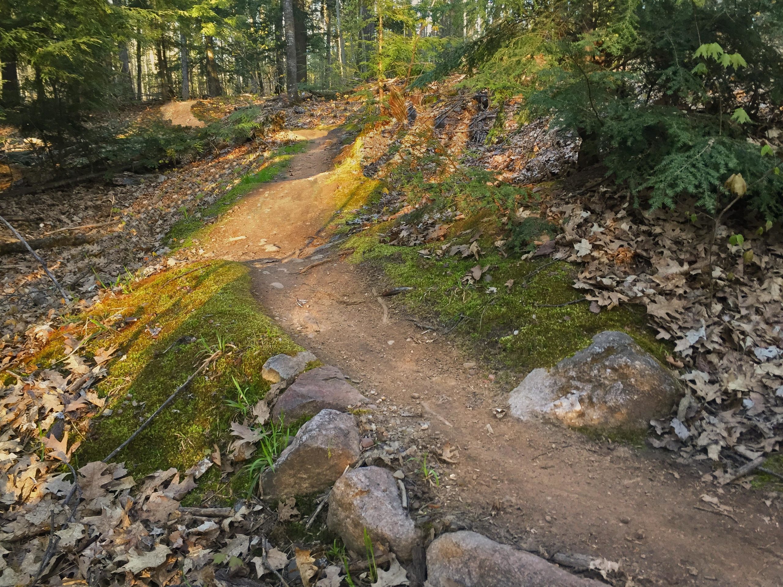 A winding dirt trail meanders through a forest, surrounded by lush green moss and scattered autumn leaves. Sunlight filters through the trees, casting gentle shadows on the path and highlighting the natural beauty of the woodland setting. Raven Trails mountain bike trail.