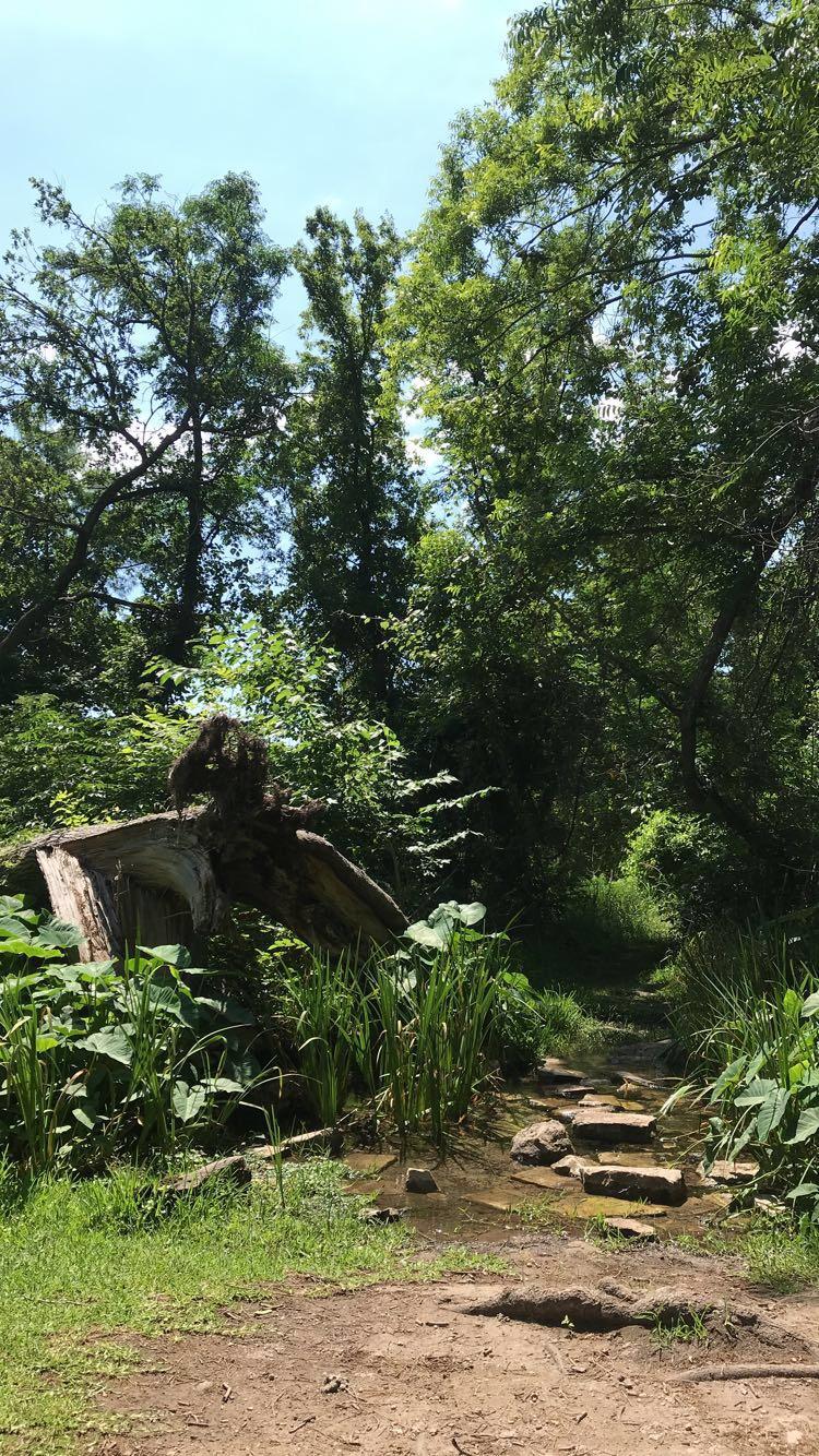 A serene forest scene featuring a lush green area with tall trees and dense vegetation. A fallen log is visible, partially covered with foliage, and there are stepping stones leading across a small stream. The sky is clear and bright, adding to the peaceful atmosphere of the natural environment. Goodwater Trail mountain bike trail.