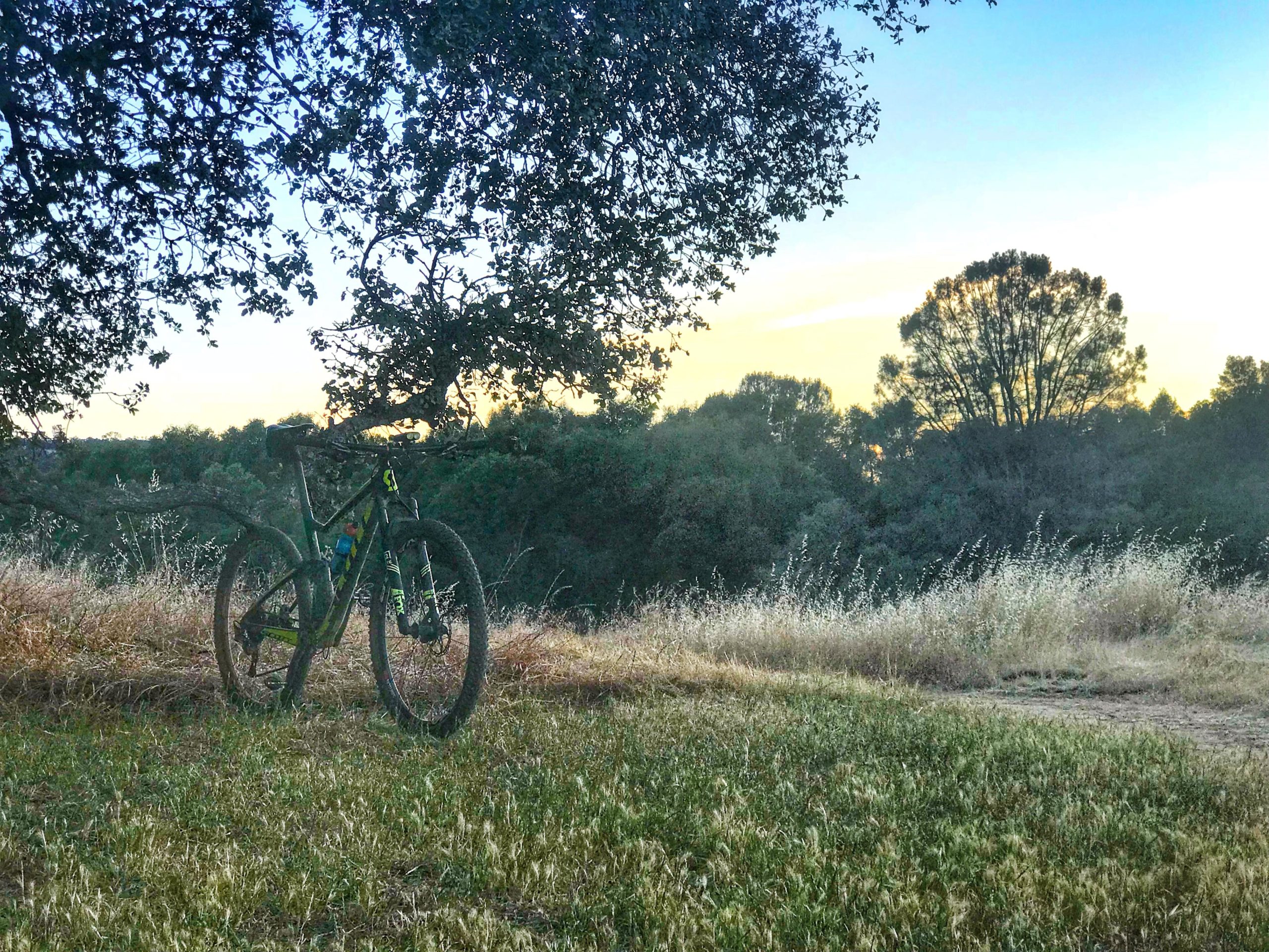 A mountain bike leaning against a tree in a grassy meadow, surrounded by tall grass and trees, with a soft sunset sky in the background. Cronan Ranch mountain bike trail.