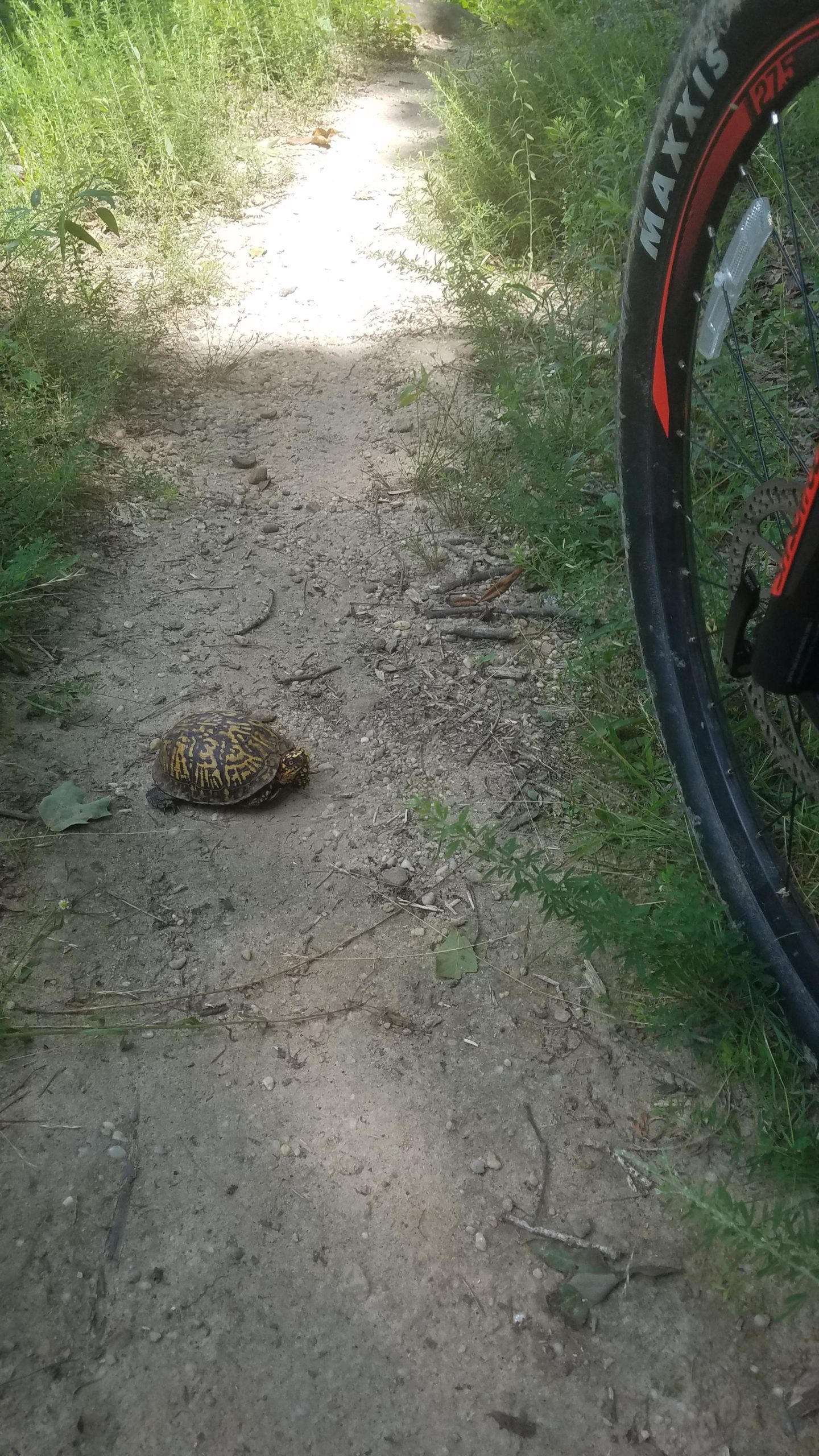 A close-up view of a dirt trail surrounded by greenery, with a turtle positioned in the center of the path and a mountain bike tire partially visible on the right side of the image. Brier Creek mountain bike trail.