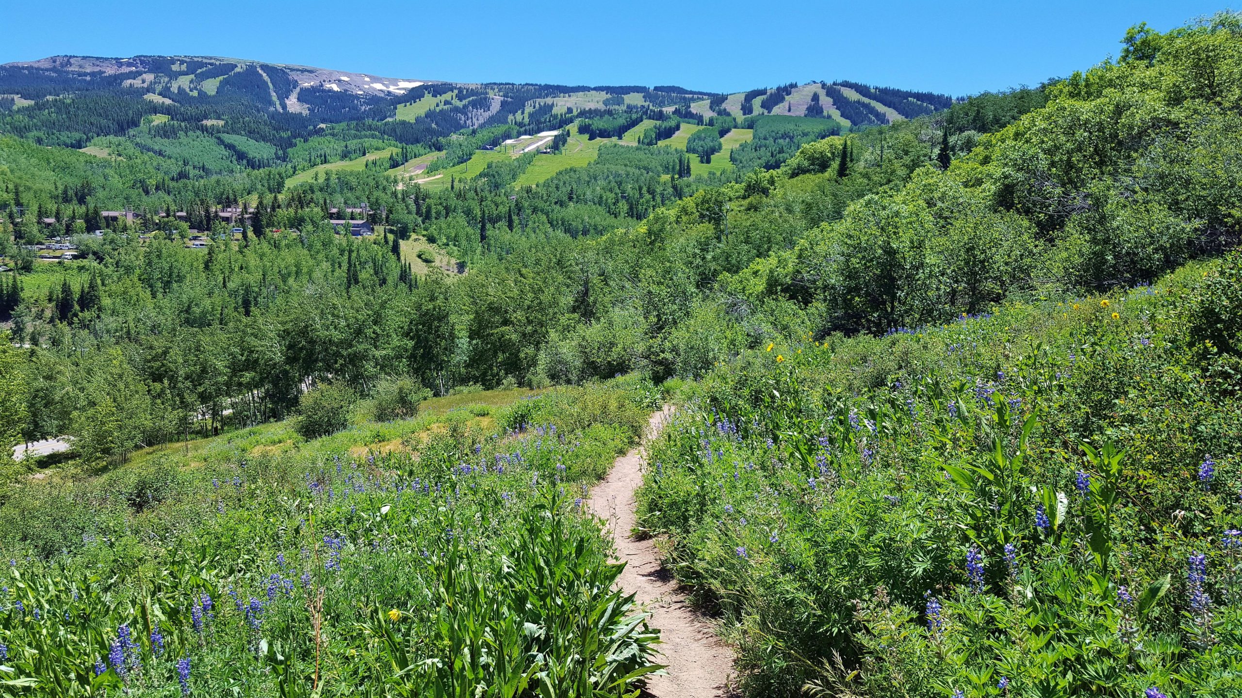 A scenic view of a lush green landscape featuring a winding dirt trail surrounded by vibrant wildflowers. In the background, rolling hills and mountains are visible under a clear blue sky, with patches of snow on the peaks. Rim Trail mountain bike trail.