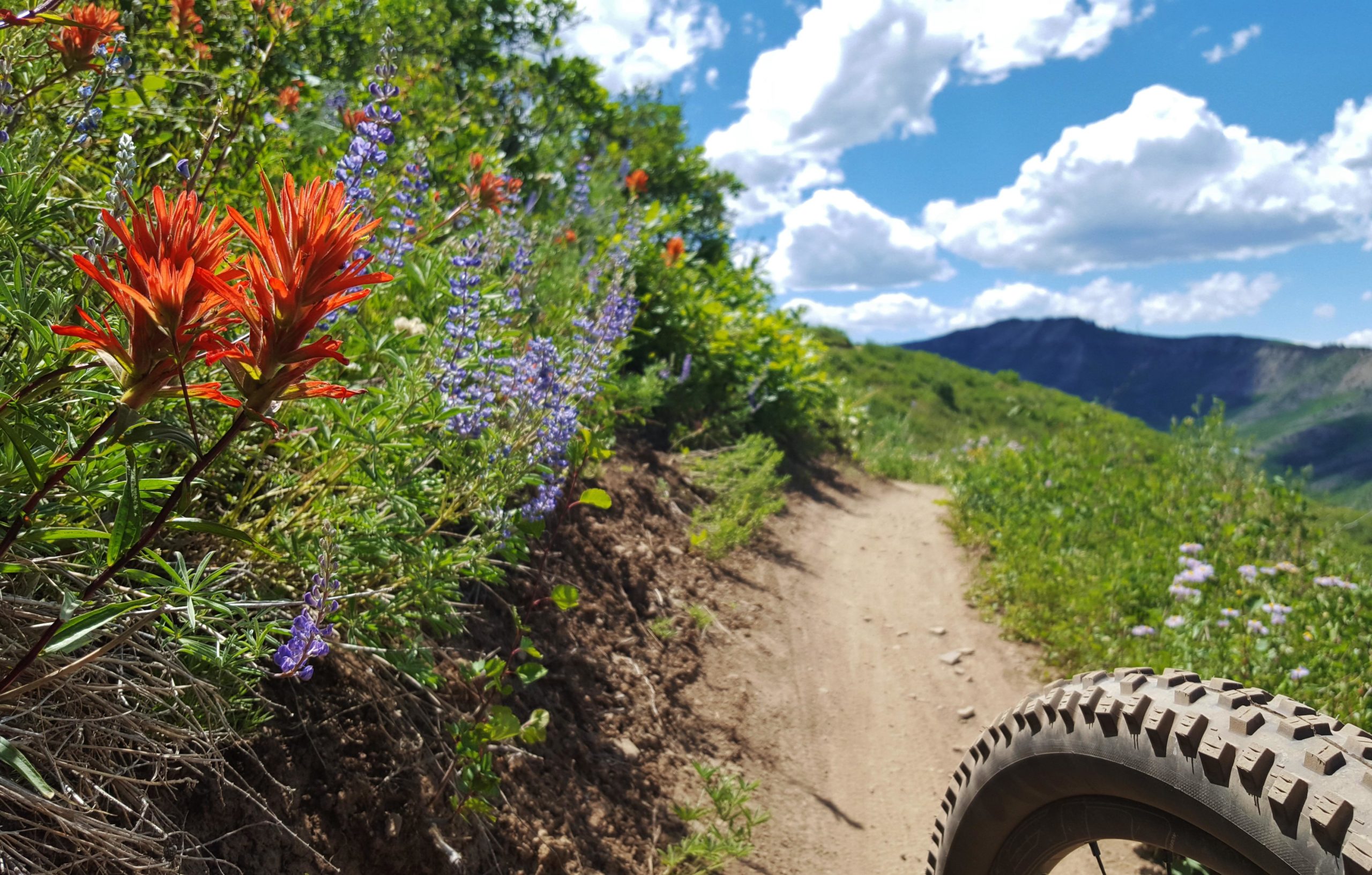 A close-up view of vibrant red and purple wildflowers along a dirt biking trail, with a mountain landscape and blue sky with fluffy white clouds in the background. The image captures a bicycle tire positioned at the right side, suggesting an active outdoor adventure. Airline Trail mountain bike trail.