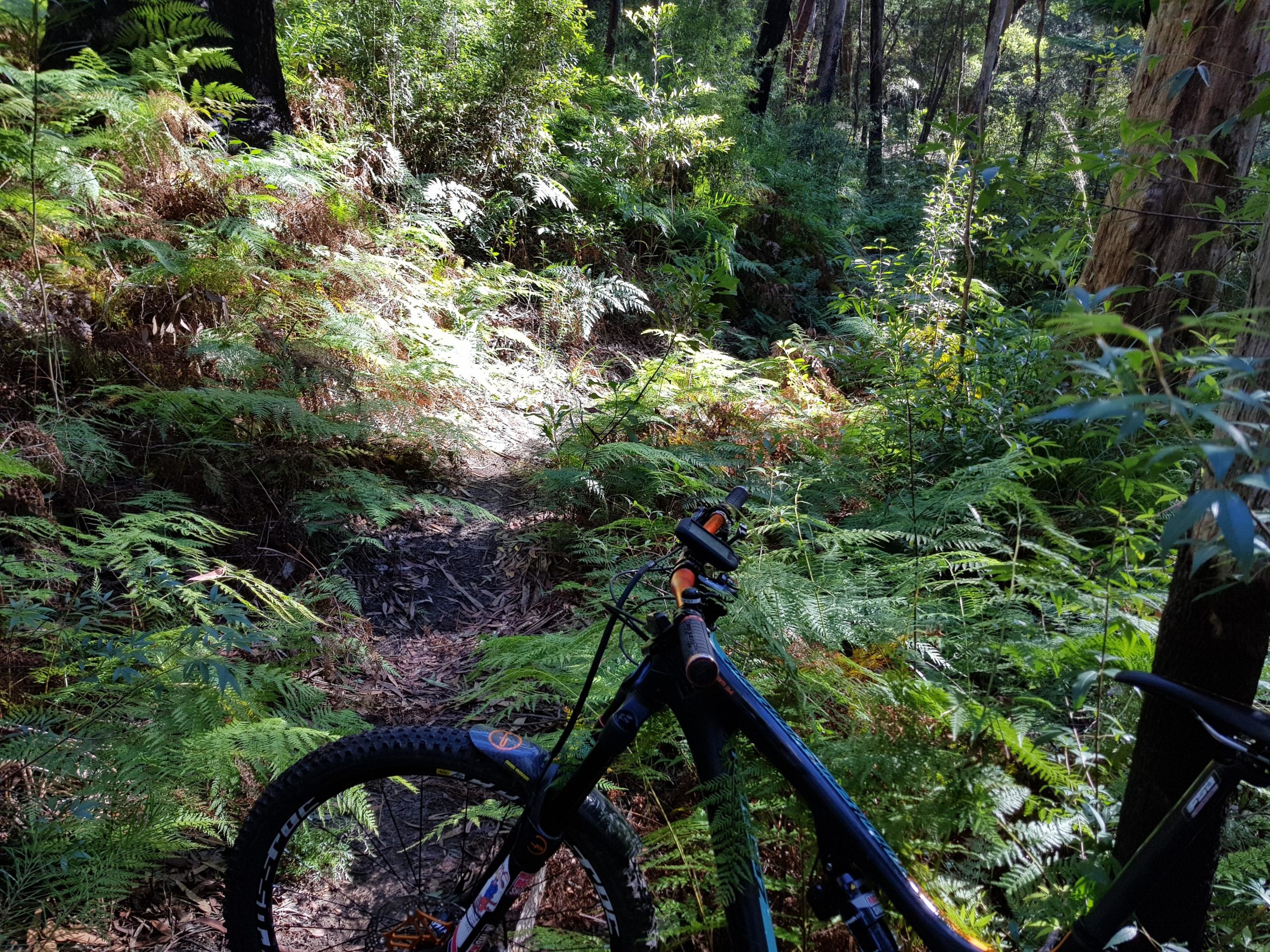 Mountain bike leaning against lush green ferns on a narrow forest trail, surrounded by tall trees and dappled sunlight filtering through the foliage. Blue Mountains National Park mountain bike trail.