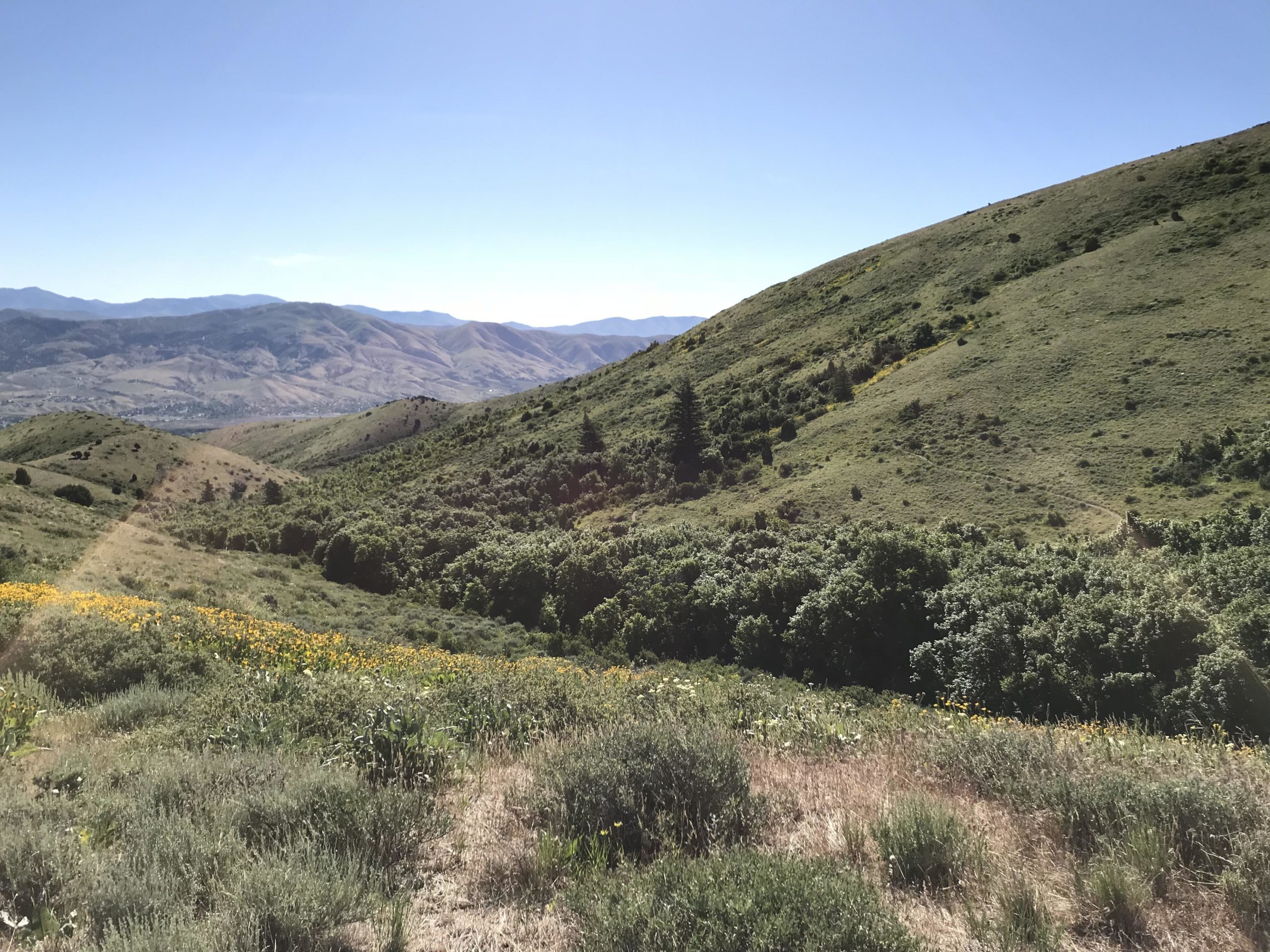 A panoramic view of rolling green hills and valleys with scattered wildflowers under a clear blue sky, showcasing a picturesque landscape with distant mountains in the background. City Creek Trails mountain bike trail.