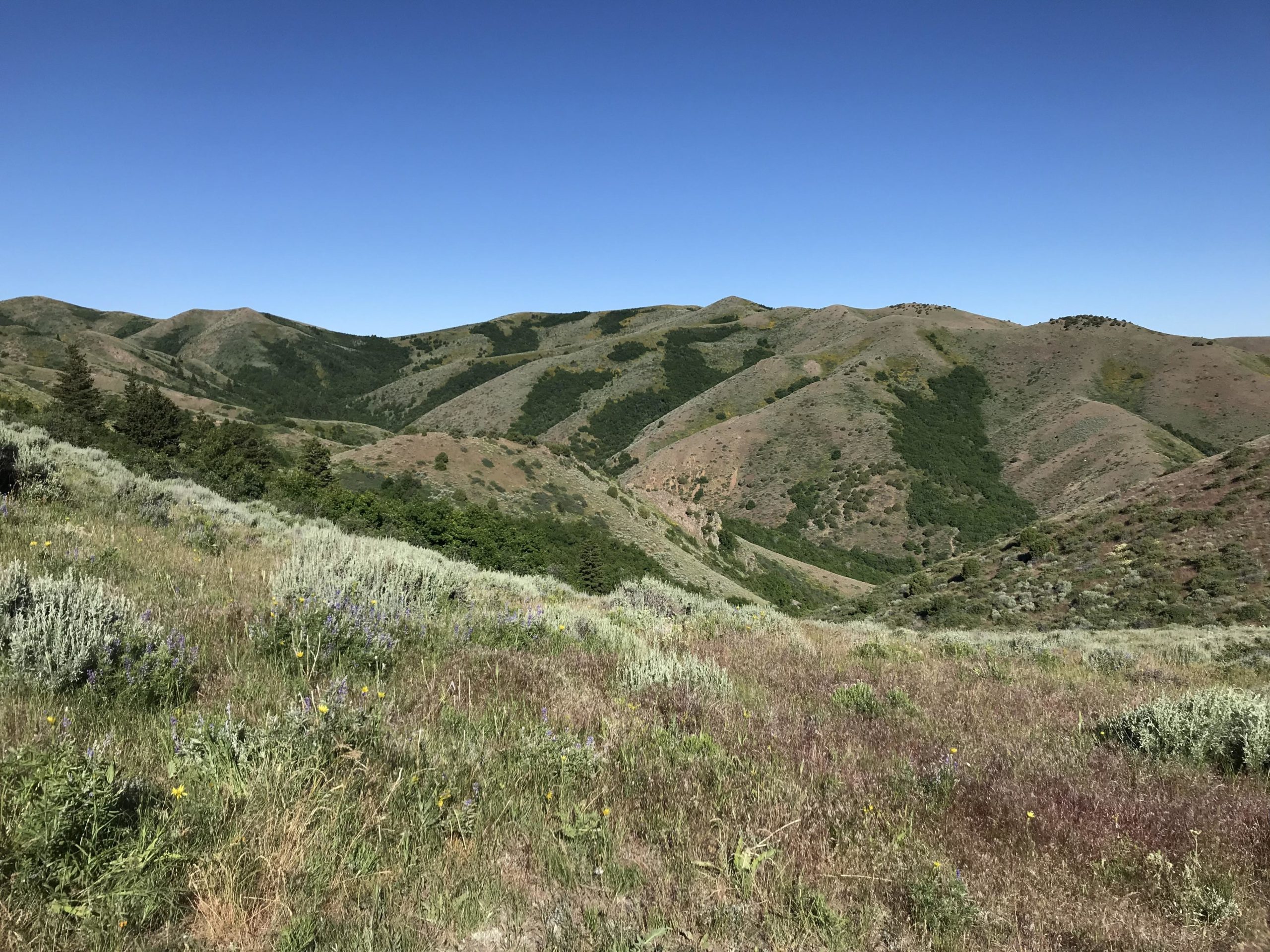 A scenic view of rolling green hills under a clear blue sky, with patches of wildflowers and shrubs in the foreground. The hills display a mix of earthy tones and greenery, showcasing a serene natural landscape. City Creek Trails mountain bike trail.