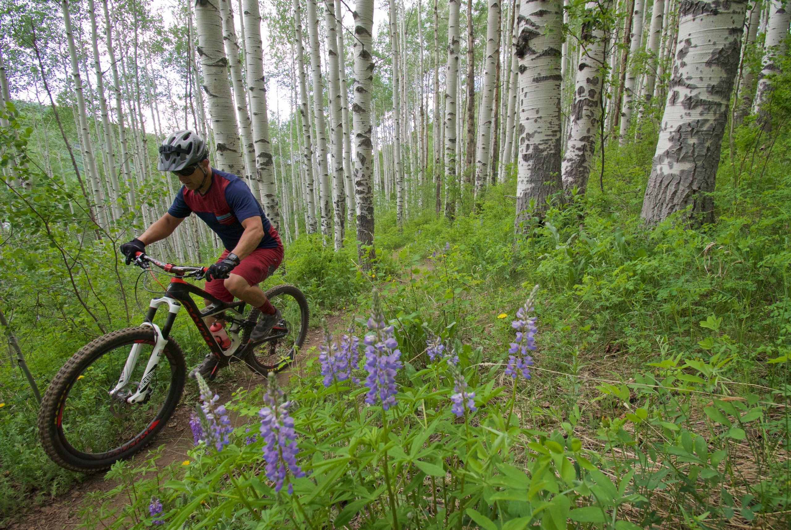 A mountain biker rides on a dirt trail surrounded by tall aspen trees, with vibrant green foliage and purple wildflowers in the foreground. The cyclist is wearing a helmet and red shorts, focused on navigating the path through the lush forest. Beaver Creek Ski Resort mountain bike trail.