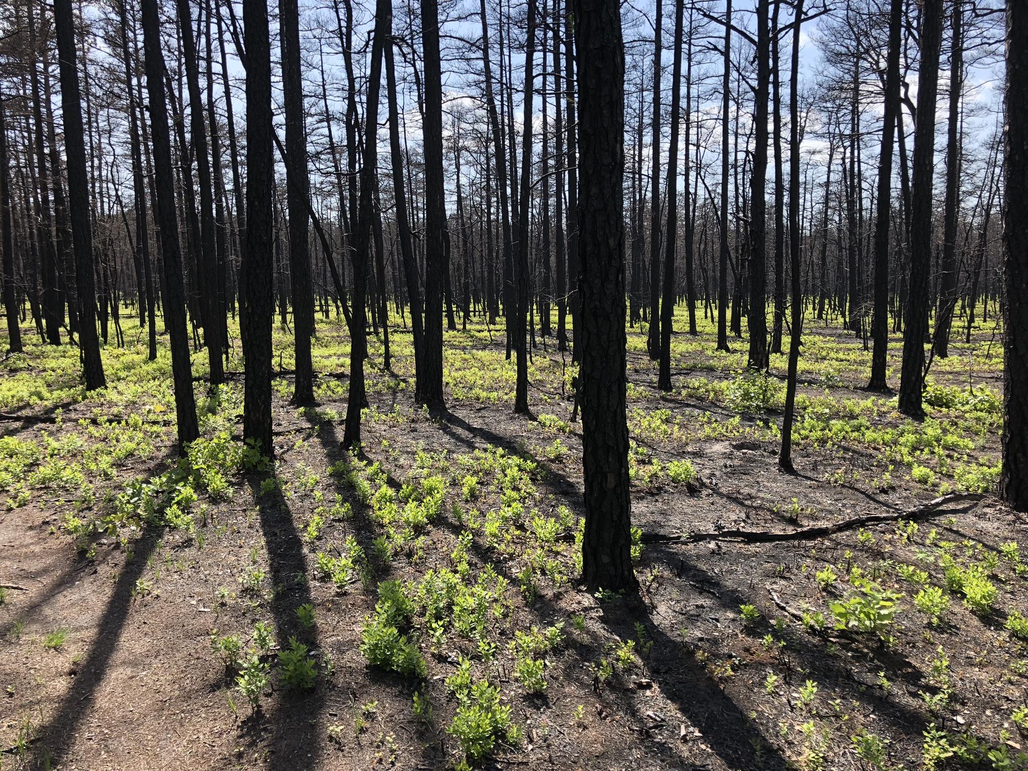 A sunlit forest of charred tree trunks with green undergrowth emerging from the dark, burned earth. The scene features tall, blackened trees casting long shadows on the ground. Small patches of vibrant green plants indicate new growth in the area. Wharton State Forest mountain bike trail.