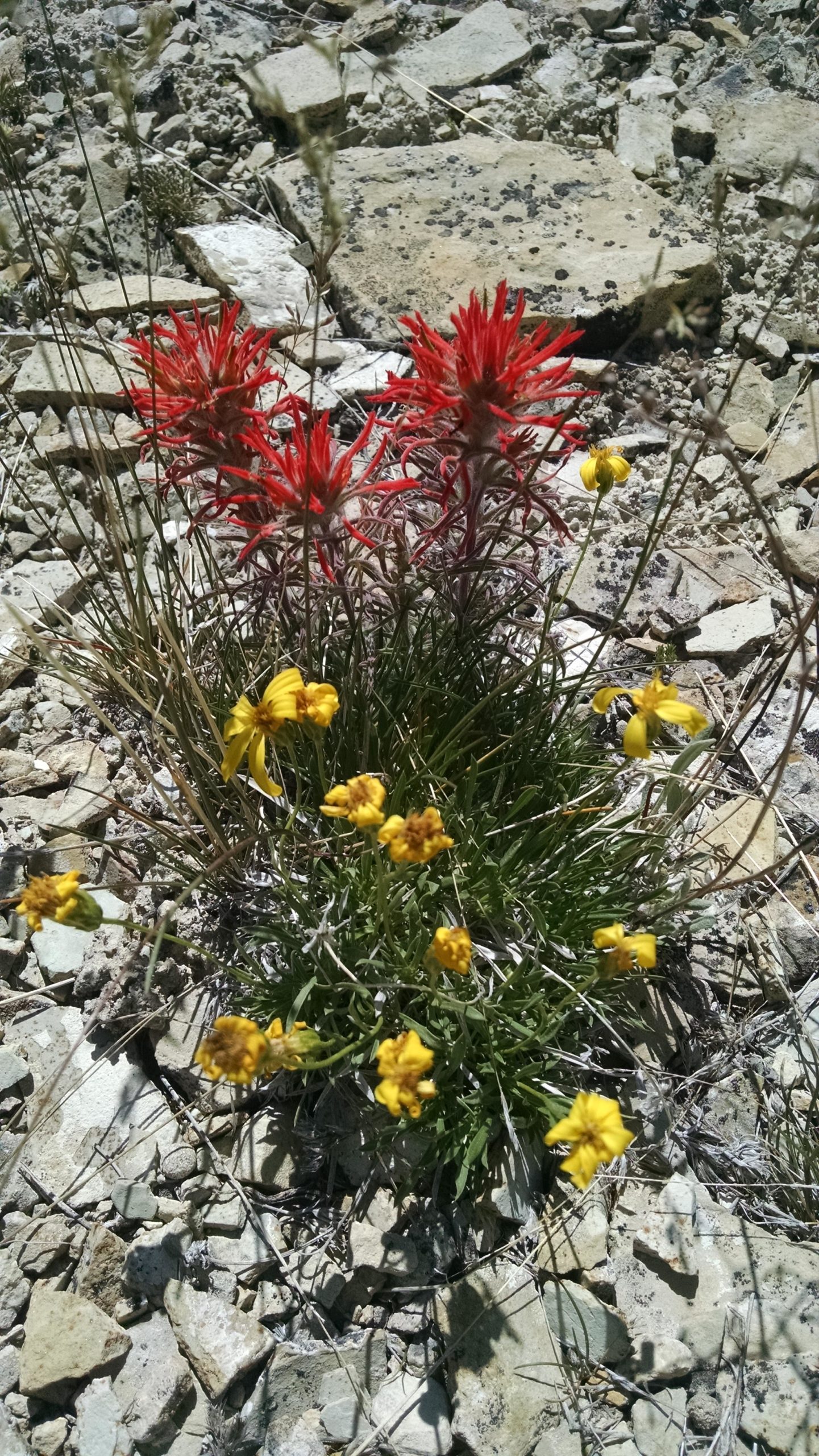 A close-up view of a cluster of vibrant red and yellow wildflowers growing among rocky terrain. The red flowers have slender petals, while the yellow flowers are smaller with a more rounded shape. The background consists of scattered stones and dry grass, highlighting the natural, rugged landscape. Wilkins Peak Trails mountain bike trail.