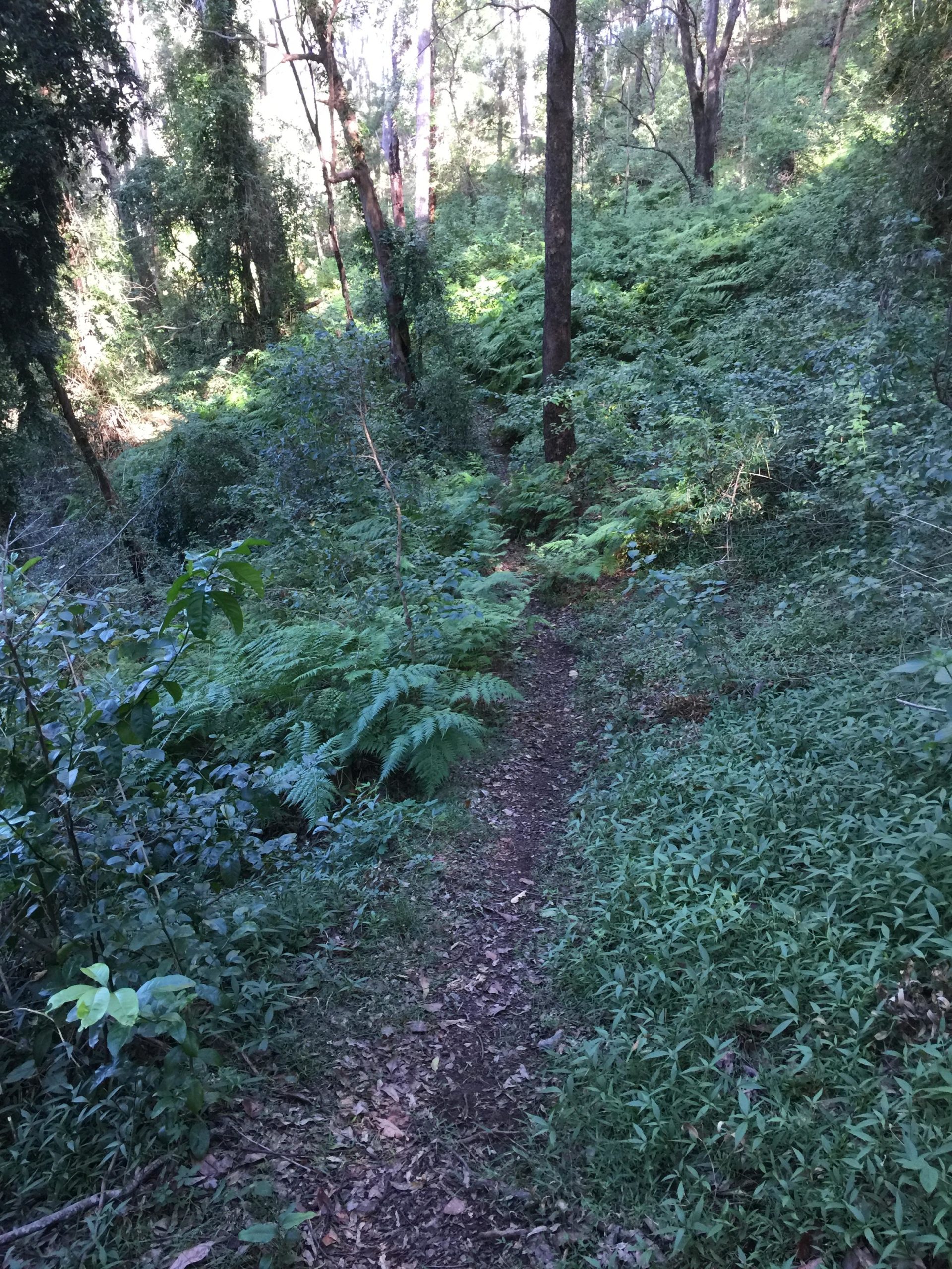 A narrow dirt path winding through a lush, green forest filled with ferns and trees. Sunlight filters through the foliage, highlighting the vibrant greenery along the trail. Nerang State Forrest mountain bike trail.