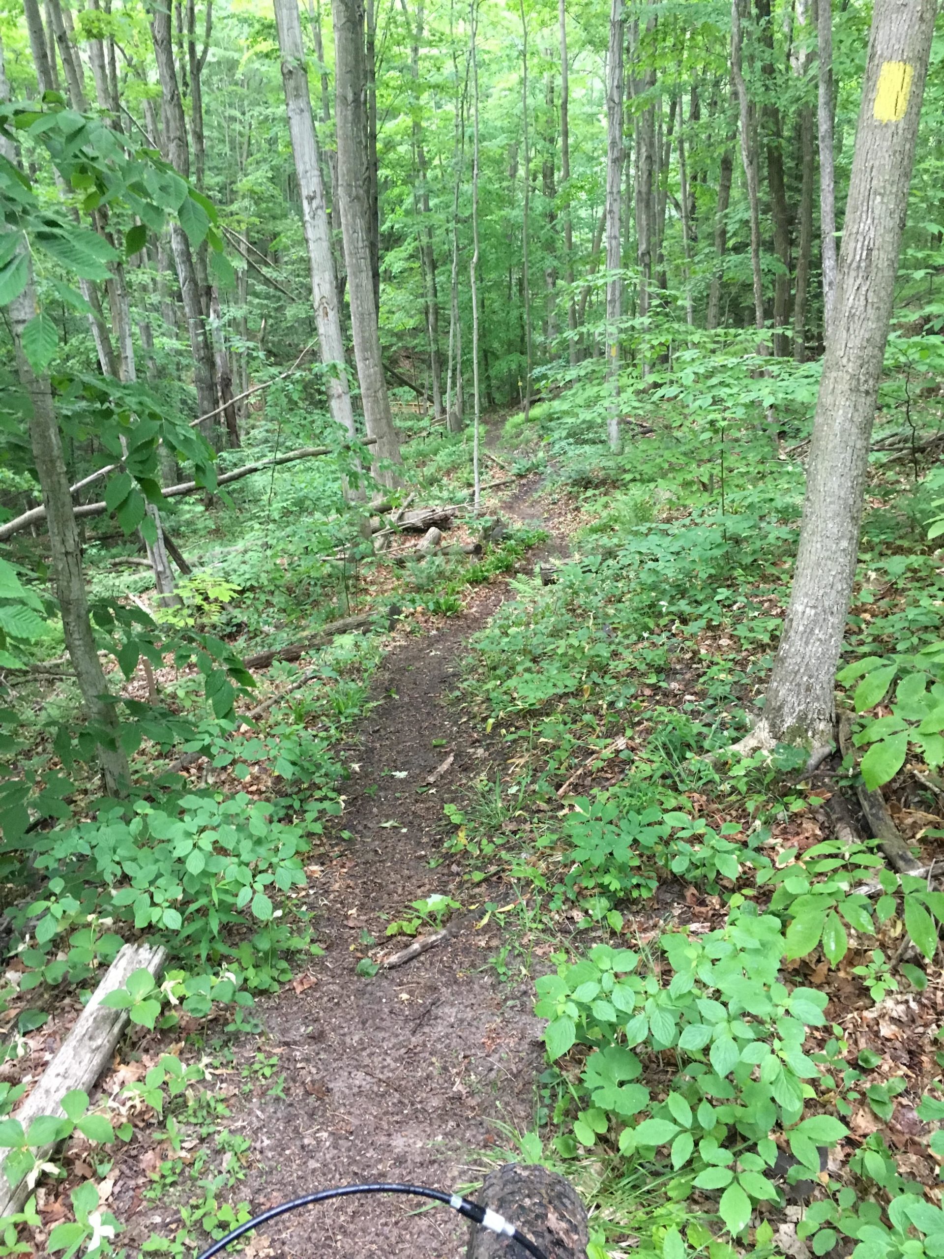 A narrow dirt trail winds through a lush green forest, bordered by tall trees and dense foliage. Some fallen branches and rocks are visible along the path, and a yellow trail marker is visible on a tree trunk. The scene conveys a sense of tranquility and natural beauty. Bayfield river mountain bike trail.