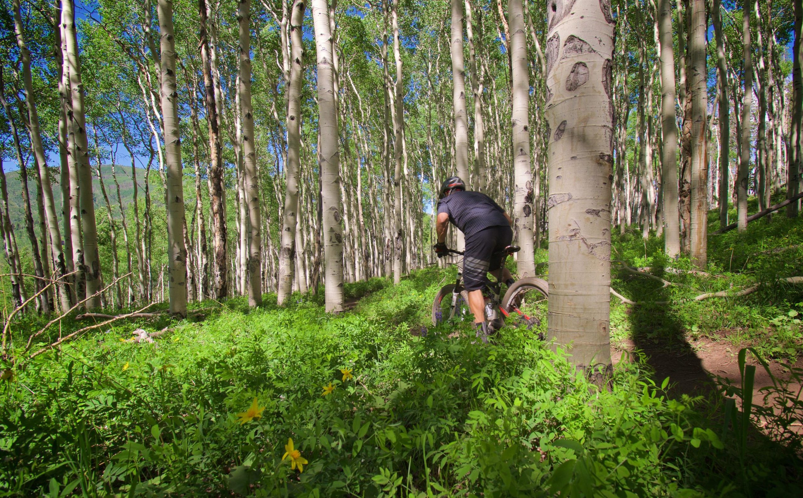 A mountain biker navigating a lush green forest of aspen trees, surrounded by vibrant foliage and wildflowers. The sun is shining, casting dappled light through the trees. Vail Mountain Bike Park mountain bike trail.