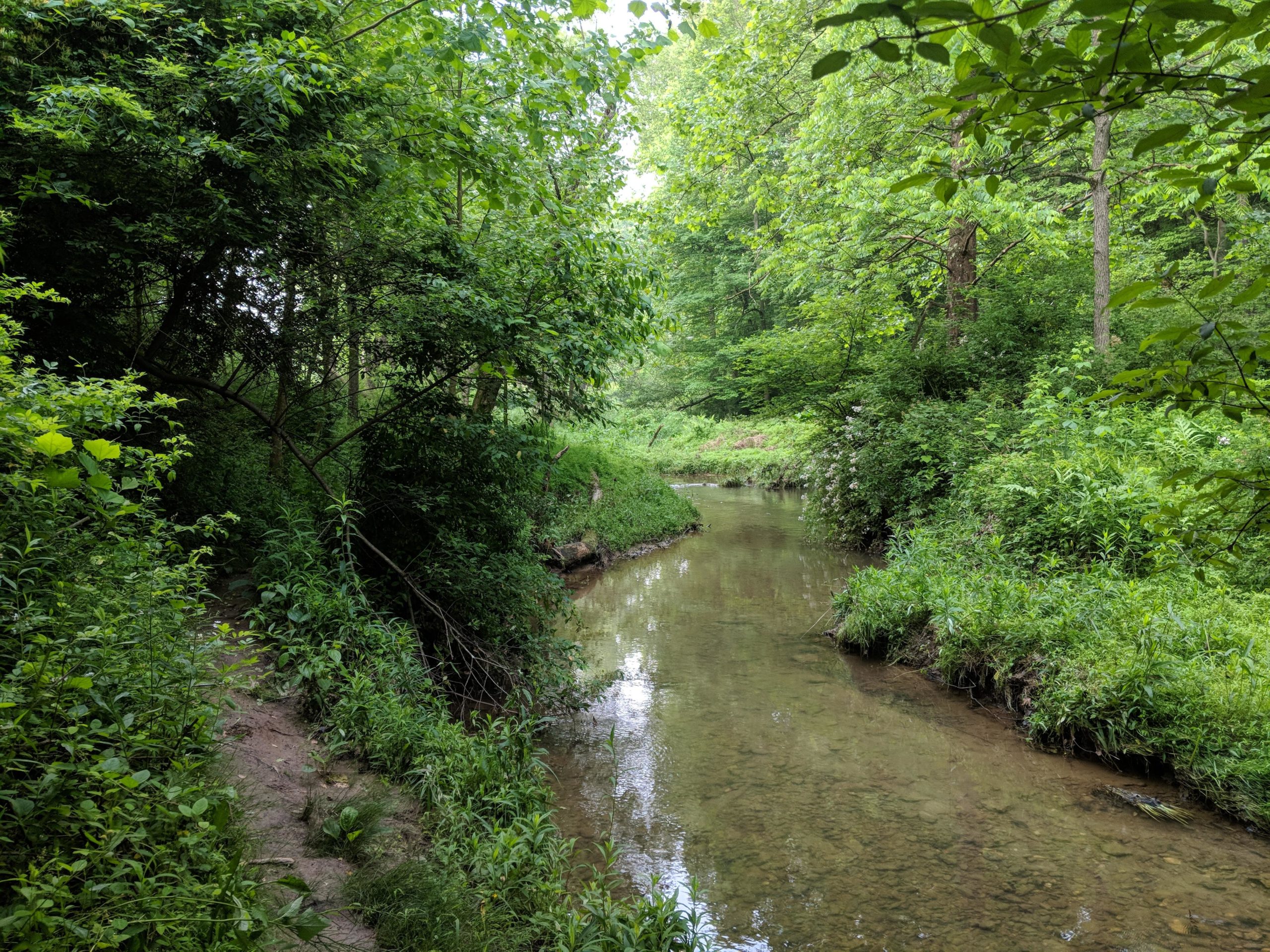 A tranquil stream flowing through a lush green forest, surrounded by dense foliage and trees. The water is clear and reflects the greenery, creating a peaceful natural scene. The pathway alongside the stream is lined with tall grasses and plants. Hashawha mountain bike trail.