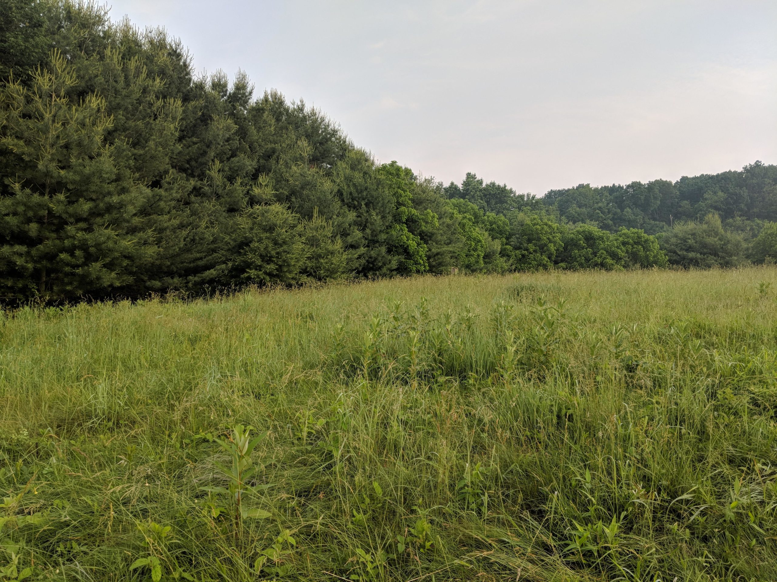 A grassy field with tall, green vegetation in the foreground, transitioning to a dense line of trees in the background under a cloudy sky. Hashawha mountain bike trail.