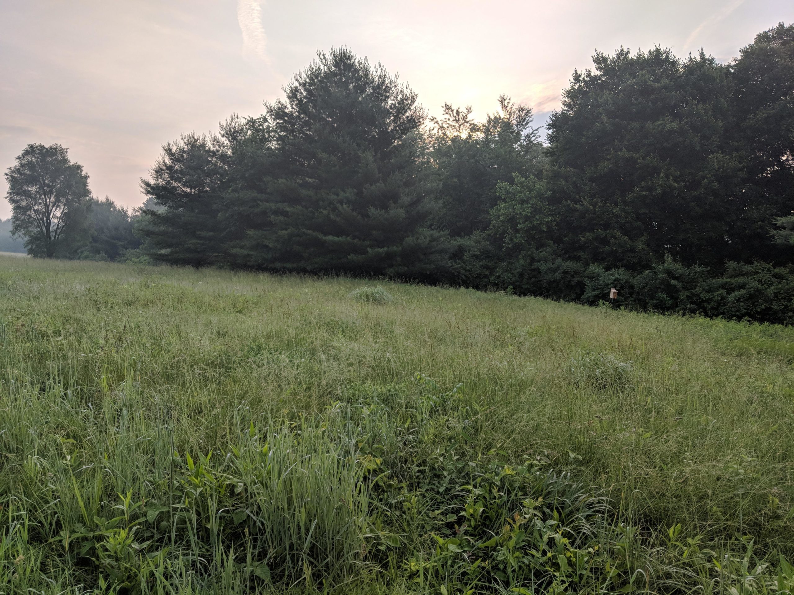 A tranquil landscape featuring a grassy field in the foreground, with tall grasses and wild plants. In the background, a line of dense trees, including pines and broadleaf foliage, is silhouetted against a soft, hazy sky at dawn. Hashawha mountain bike trail.