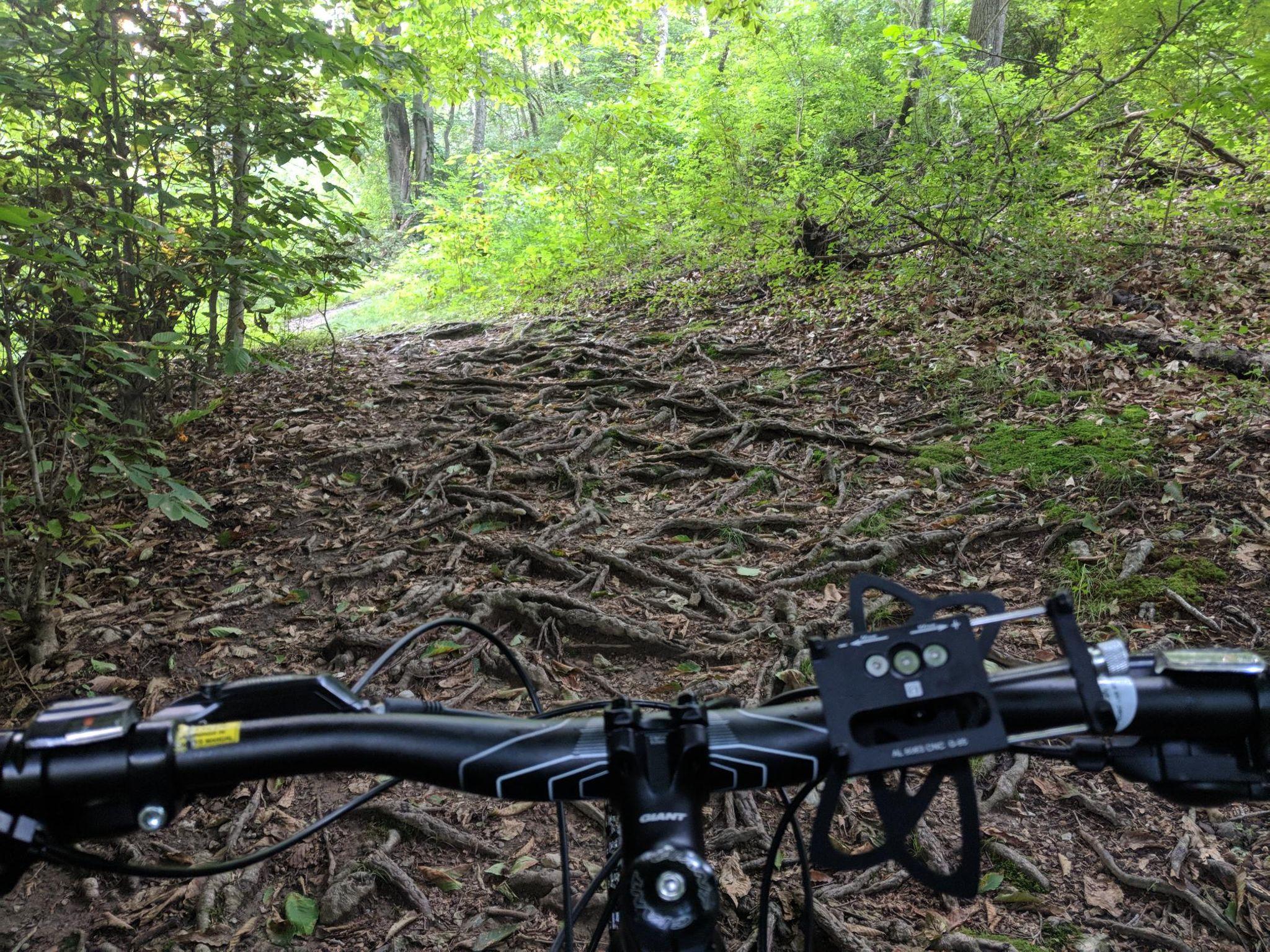 A view from the handlebars of a mountain bike, showing a rugged, root-covered trail winding through a vibrant green forest. The ground is uneven, with visible tree roots and patches of moss amid a layer of fallen leaves. Sunlight filters through the trees, illuminating the path ahead. Hashawha mountain bike trail.