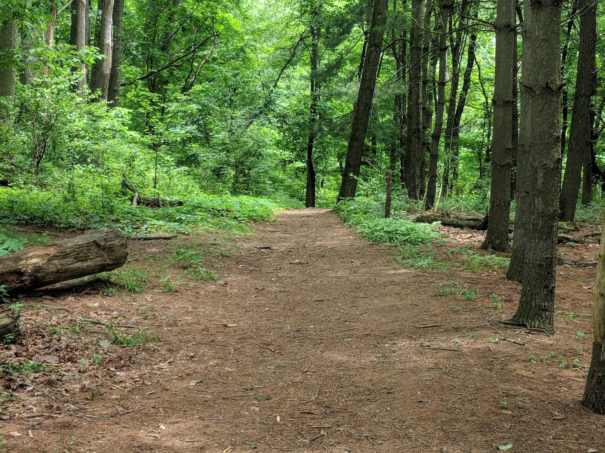 A dirt path winding through a lush green forest, surrounded by tall trees and dense foliage, with patches of sunlight filtering through the leaves. Hashawha mountain bike trail.