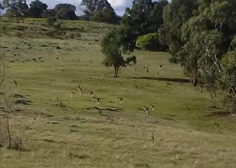 A grassy field with several kangaroos grazing and hopping among trees and shrubs under a blue sky. Plenty Gorge mountain bike trail.
