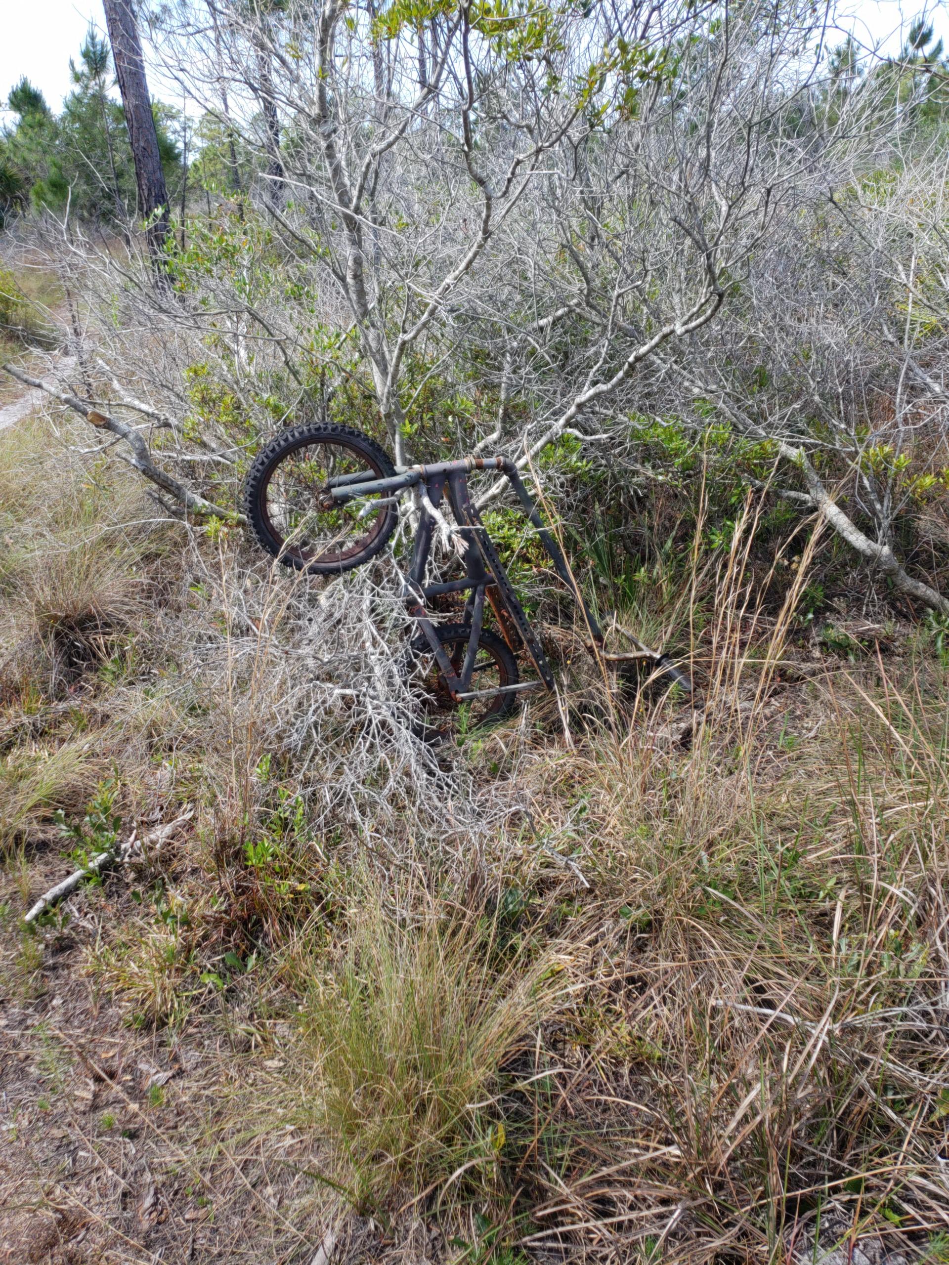 A partially buried, rusty bicycle frame lying in a patch of overgrown grass and bushes, with dry branches and sparse green foliage surrounding it in a natural setting. Carlton Preserve mountain bike trail.