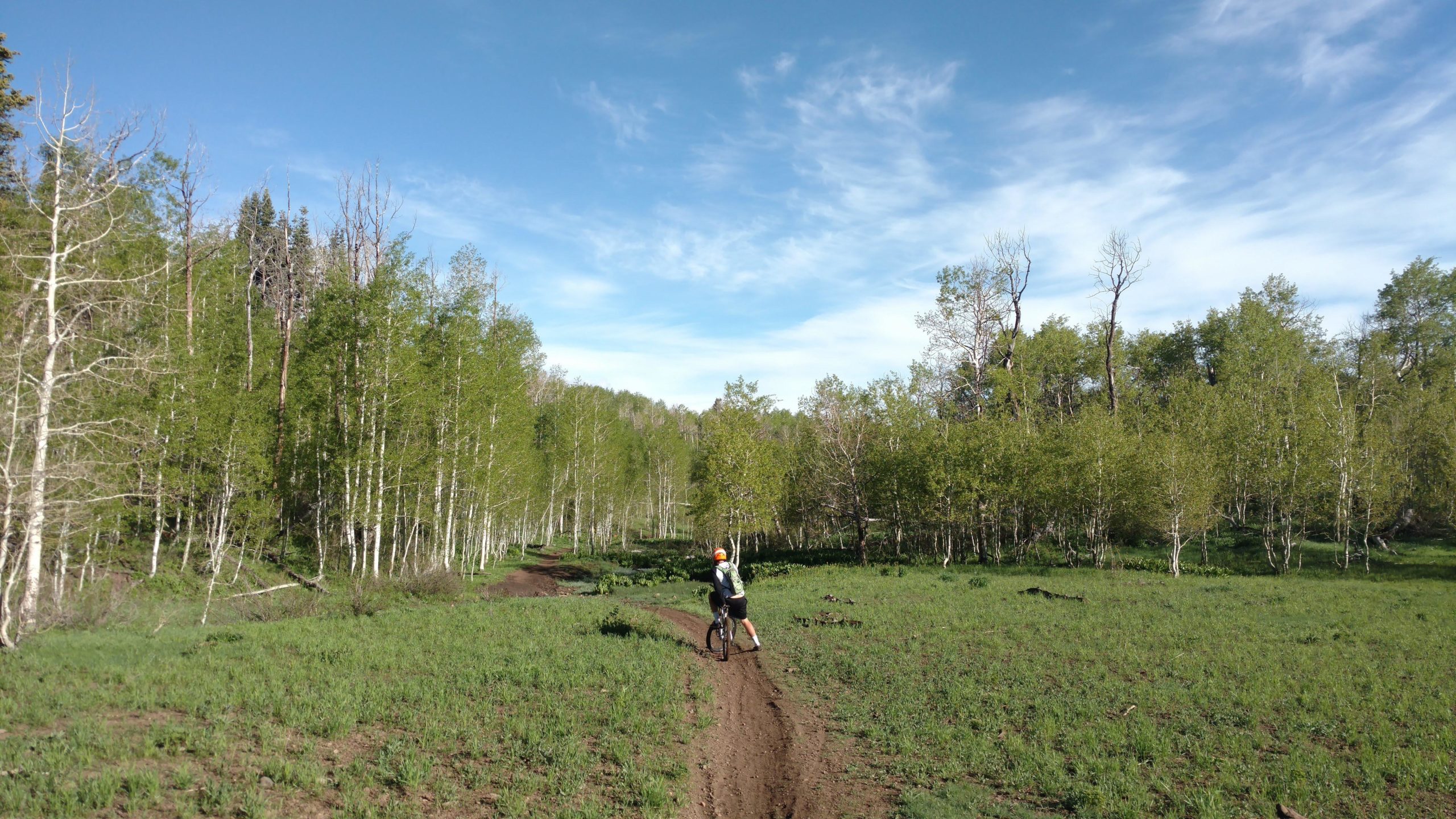 A mountain biker navigates a dirt trail through a lush green forest, surrounded by young trees and bright blue skies. The pathway winds through the landscape, with the biker leaning slightly to one side while approaching a curve. Bennie Creek mountain bike trail.